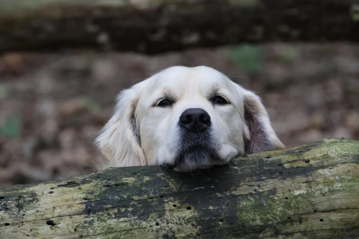 Pommelien, female Mixed Breed for adoption at KFAAF, Belgium & Netherlands