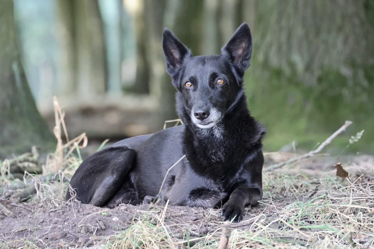 Sam Sam, male senior Mixed Breed for adoption at KFAAF, Belgium & Netherlands