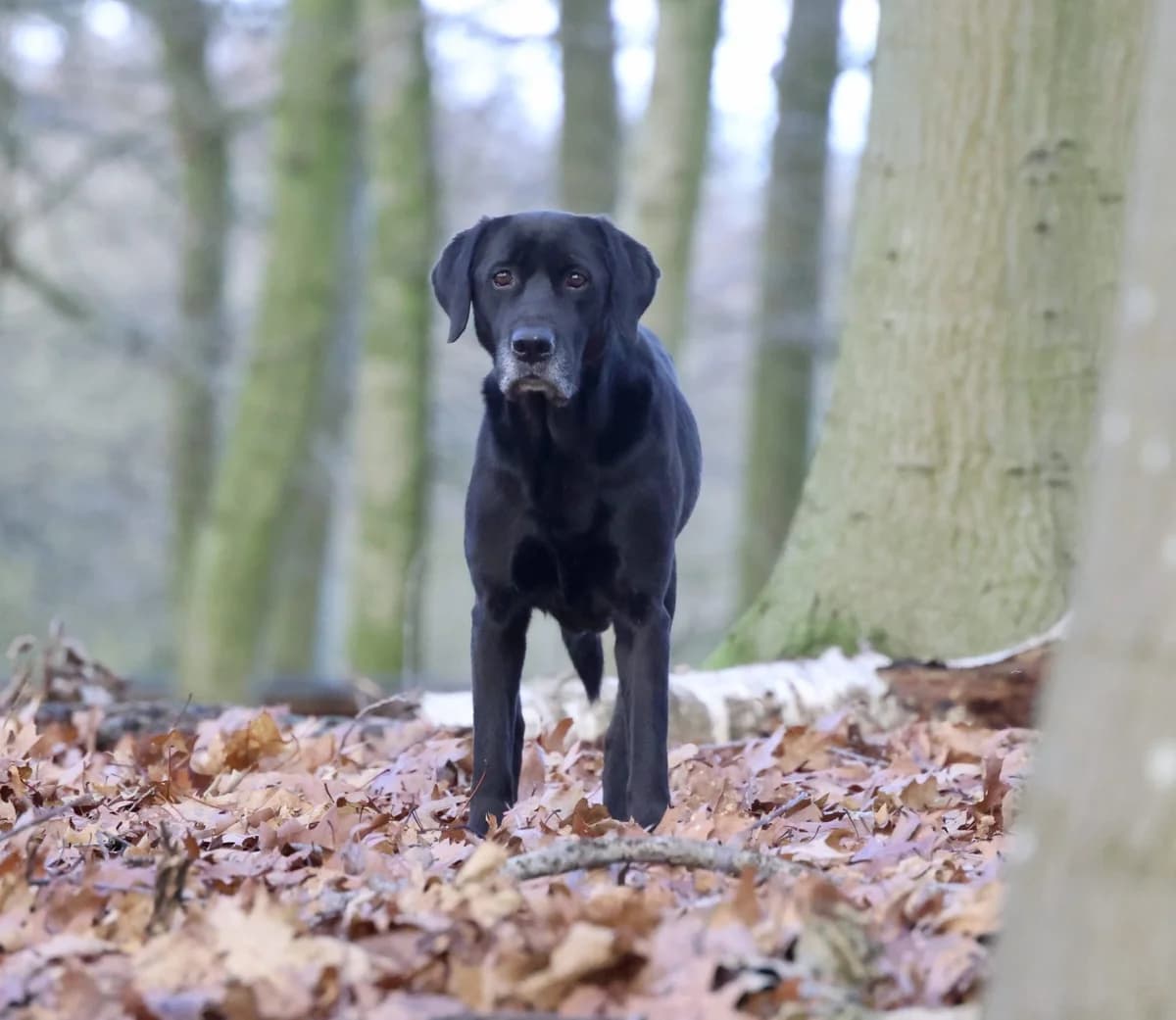 Stone, female senior Mixed Breed for adoption at KFAAF, Belgium & Netherlands