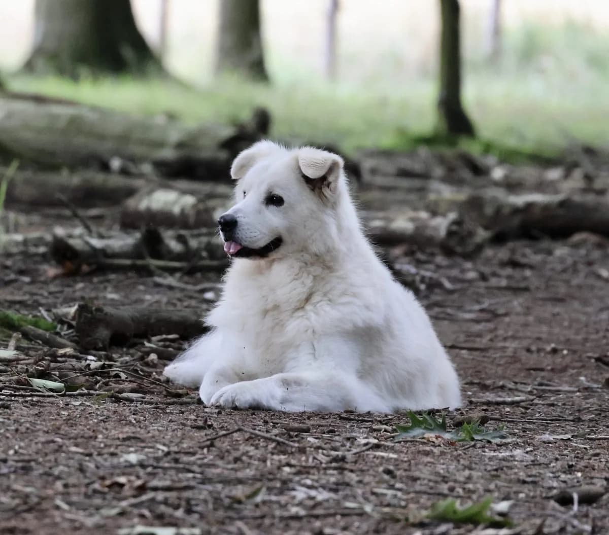 Tante Lexie, male senior Mixed Breed for adoption at KFAAF, Belgium & Netherlands