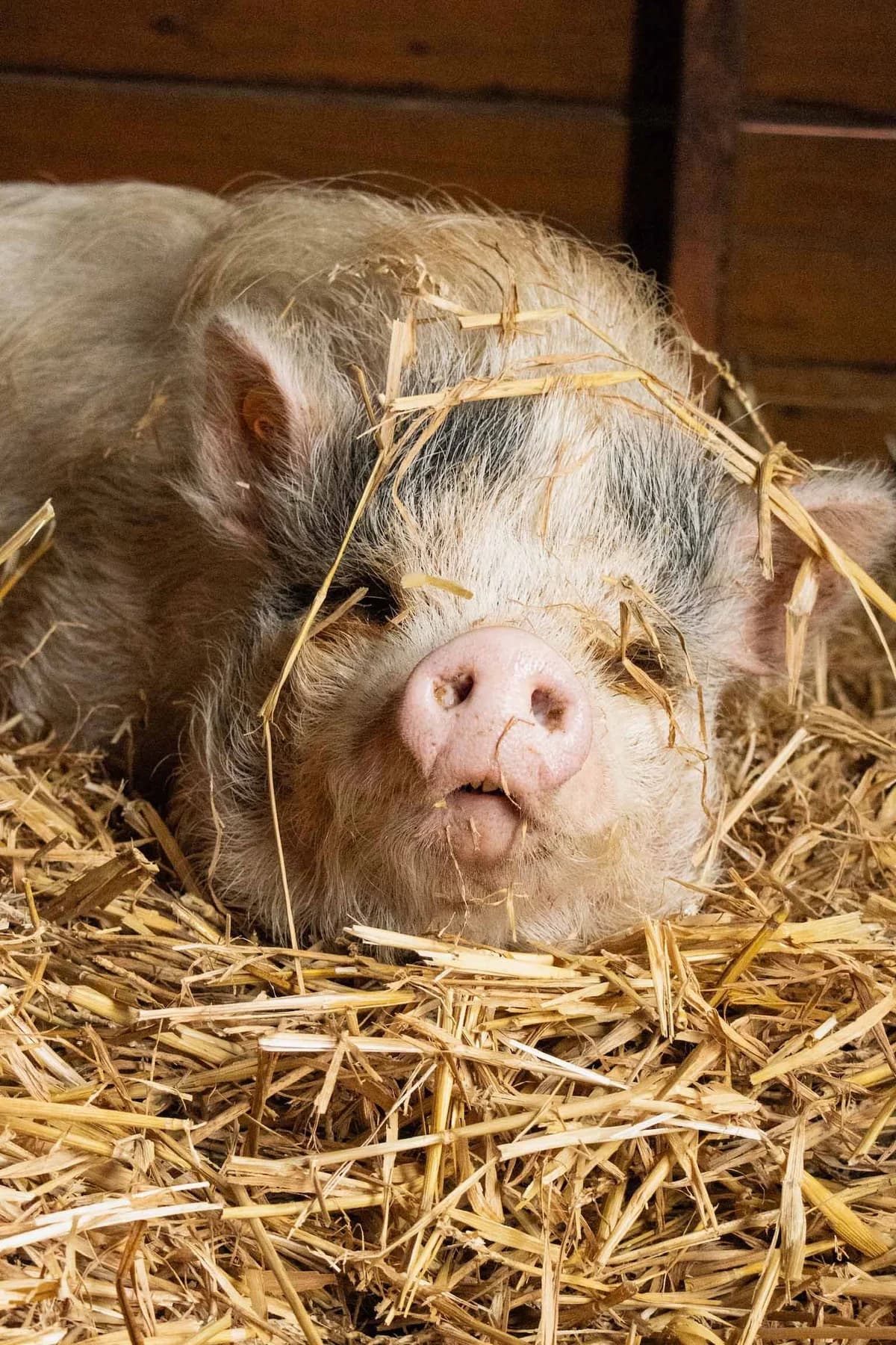 Agathe, blanc female mixed breed for adoption at Les Petits Vieux ASBL