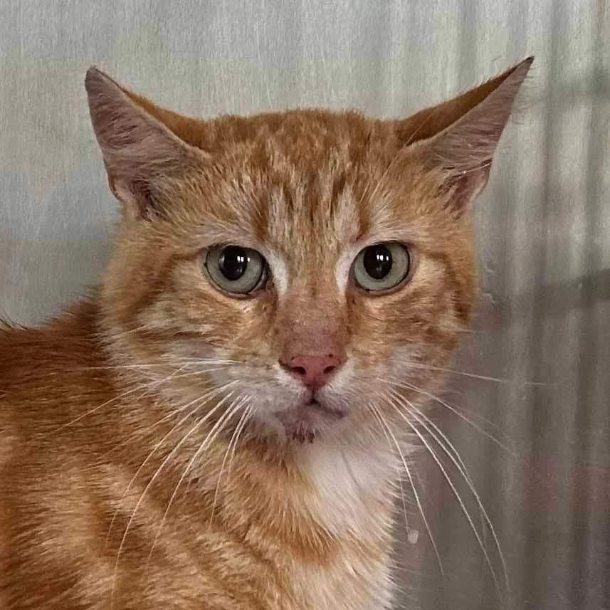 Alvin, roux male 5yo European Shorthair for adoption at Les Petits Vieux ASBL, Chièvres