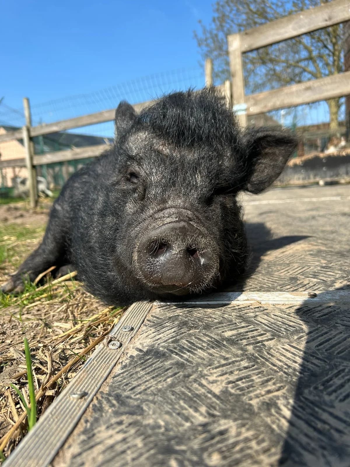 Ambre, noir female mixed breed for adoption at Les Petits Vieux ASBL