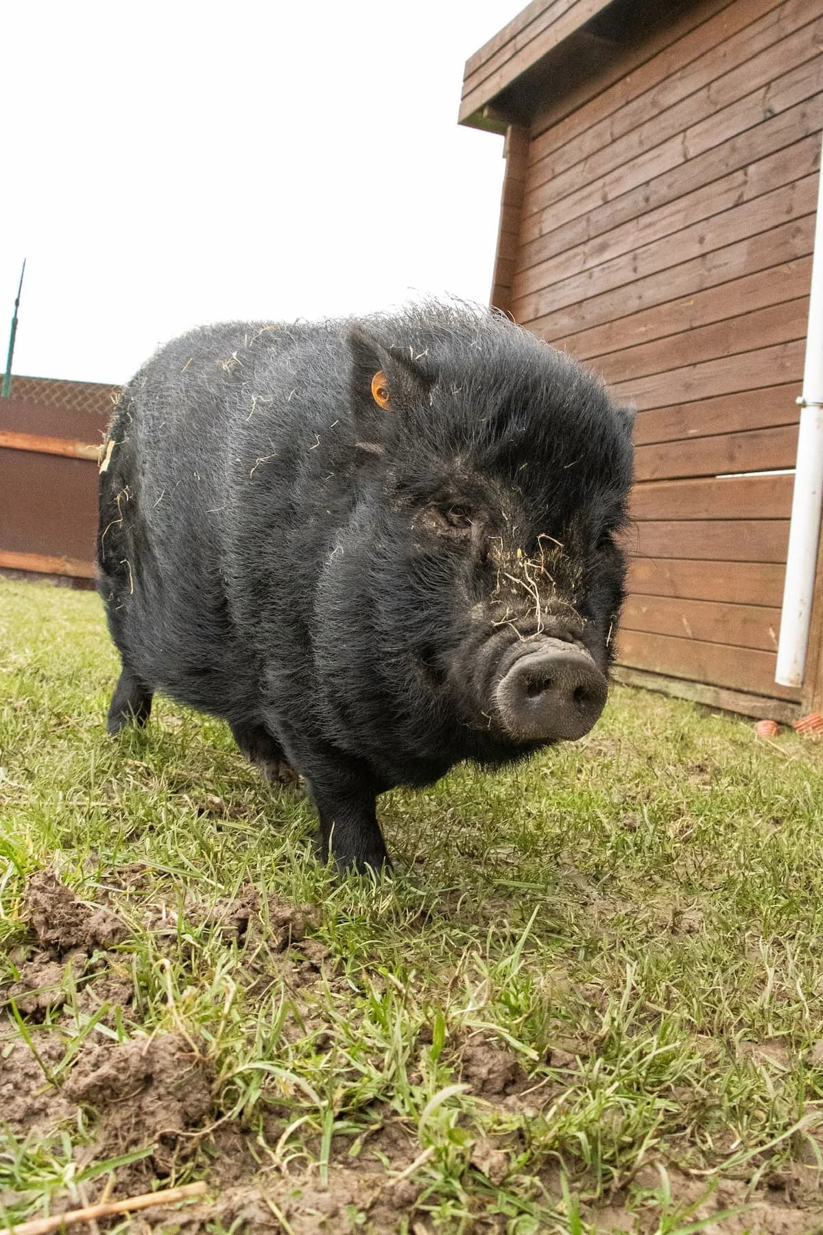 Ambre, noir female mixed breed for adoption at Les Petits Vieux ASBL — photo 2 of 5