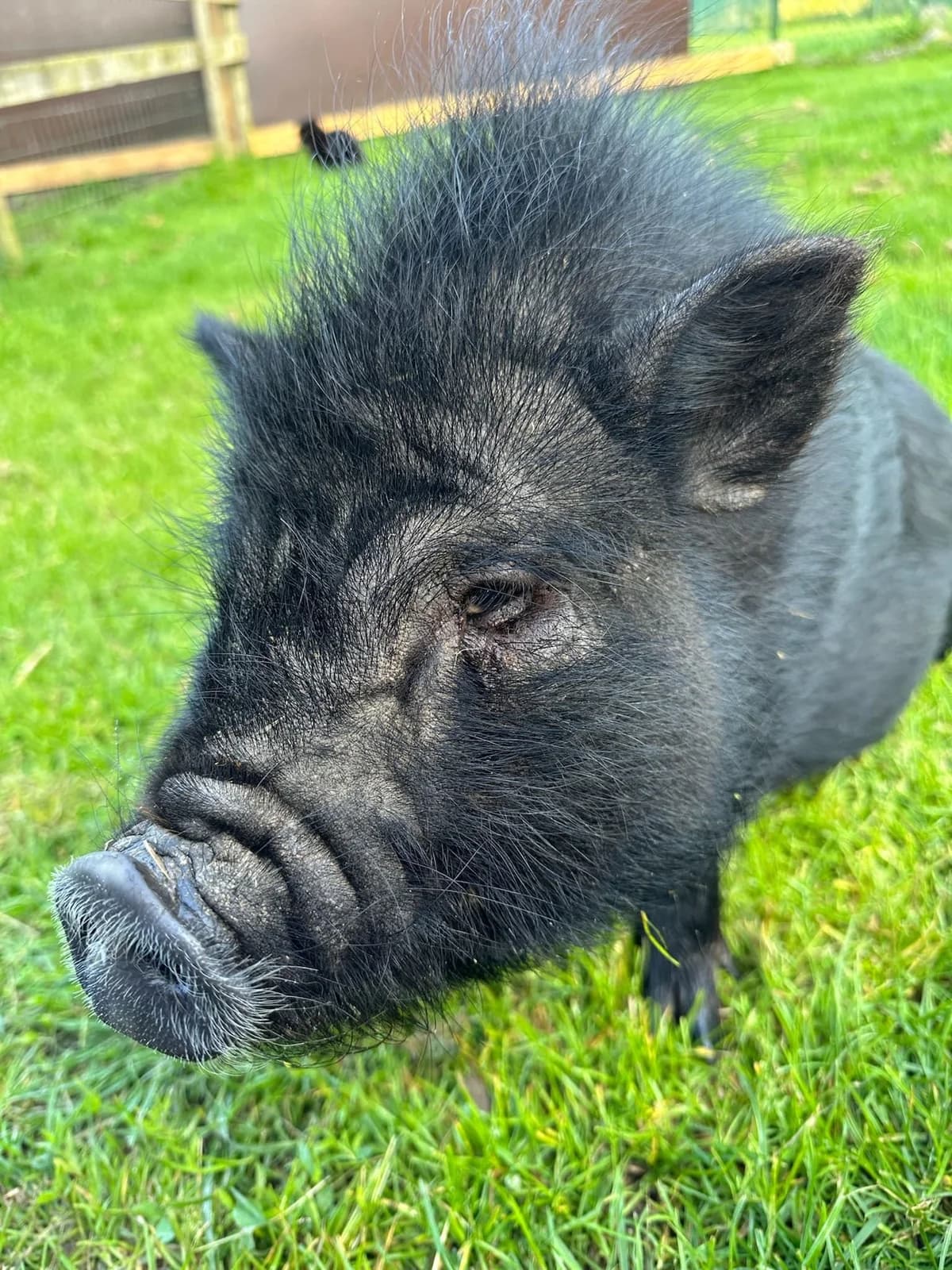 Ambre, noir female mixed breed for adoption at Les Petits Vieux ASBL — photo 3 of 5