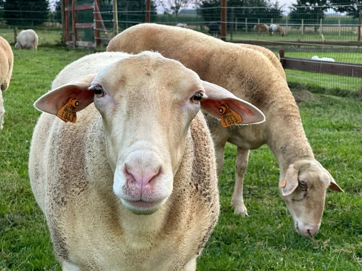 Anaïs, blanc female mixed breed for adoption at Les Petits Vieux ASBL