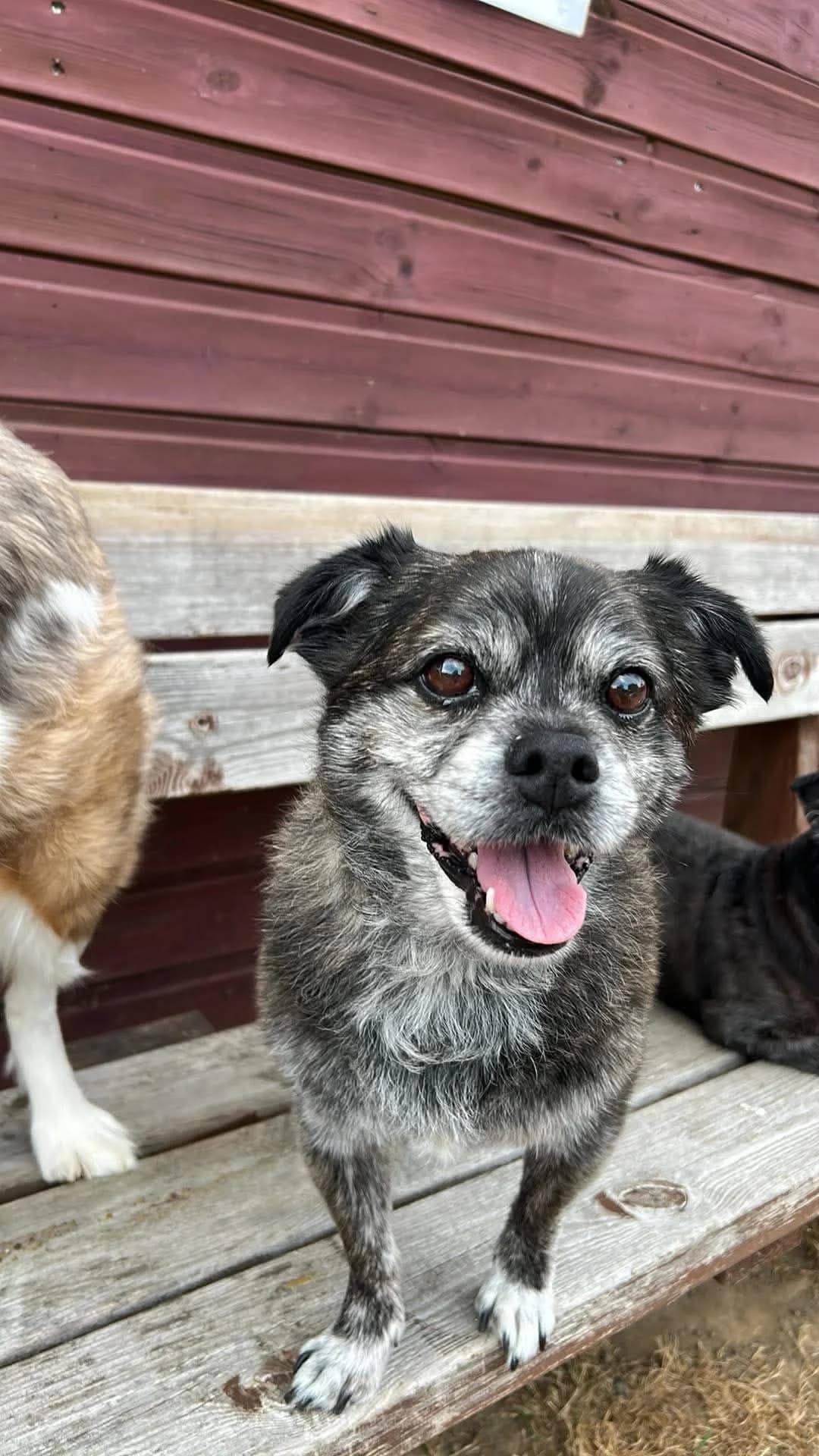 Arsouille, bringé male Pug for adoption at Les Petits Vieux ASBL, Chièvres
