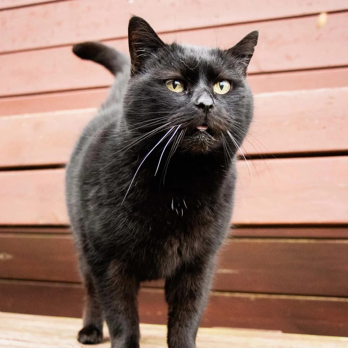 Bagheera, noir male senior European Shorthair for adoption at Les Petits Vieux ASBL, Chièvres