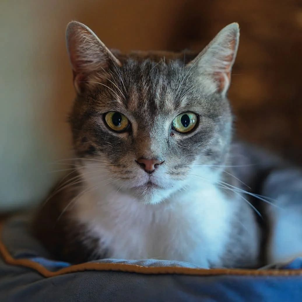 Bandit, Tigré gris bleu et blanc male senior European Shorthair for adoption at Les Petits Vieux ASBL, Chièvres