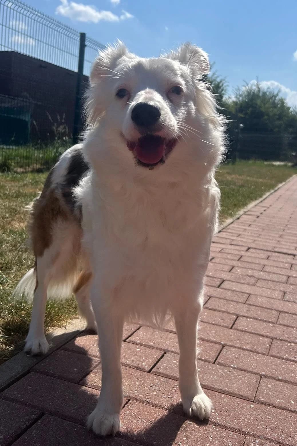 Bella, tricolore female 5yo Border Collie for adoption at Les Petits Vieux ASBL, Chièvres