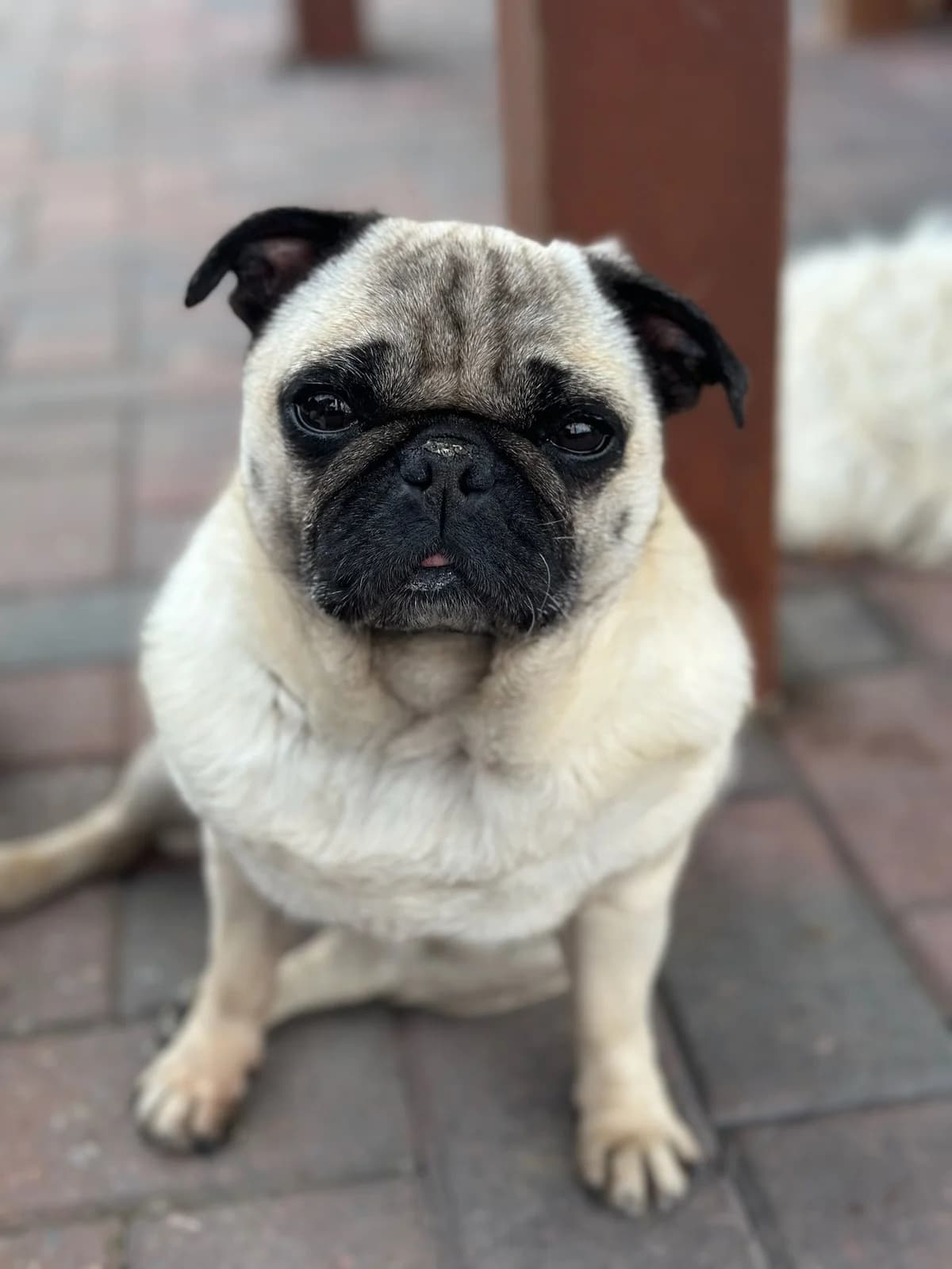 Betty, beige charbonné female senior Pug for adoption at Les Petits Vieux ASBL, Chièvres