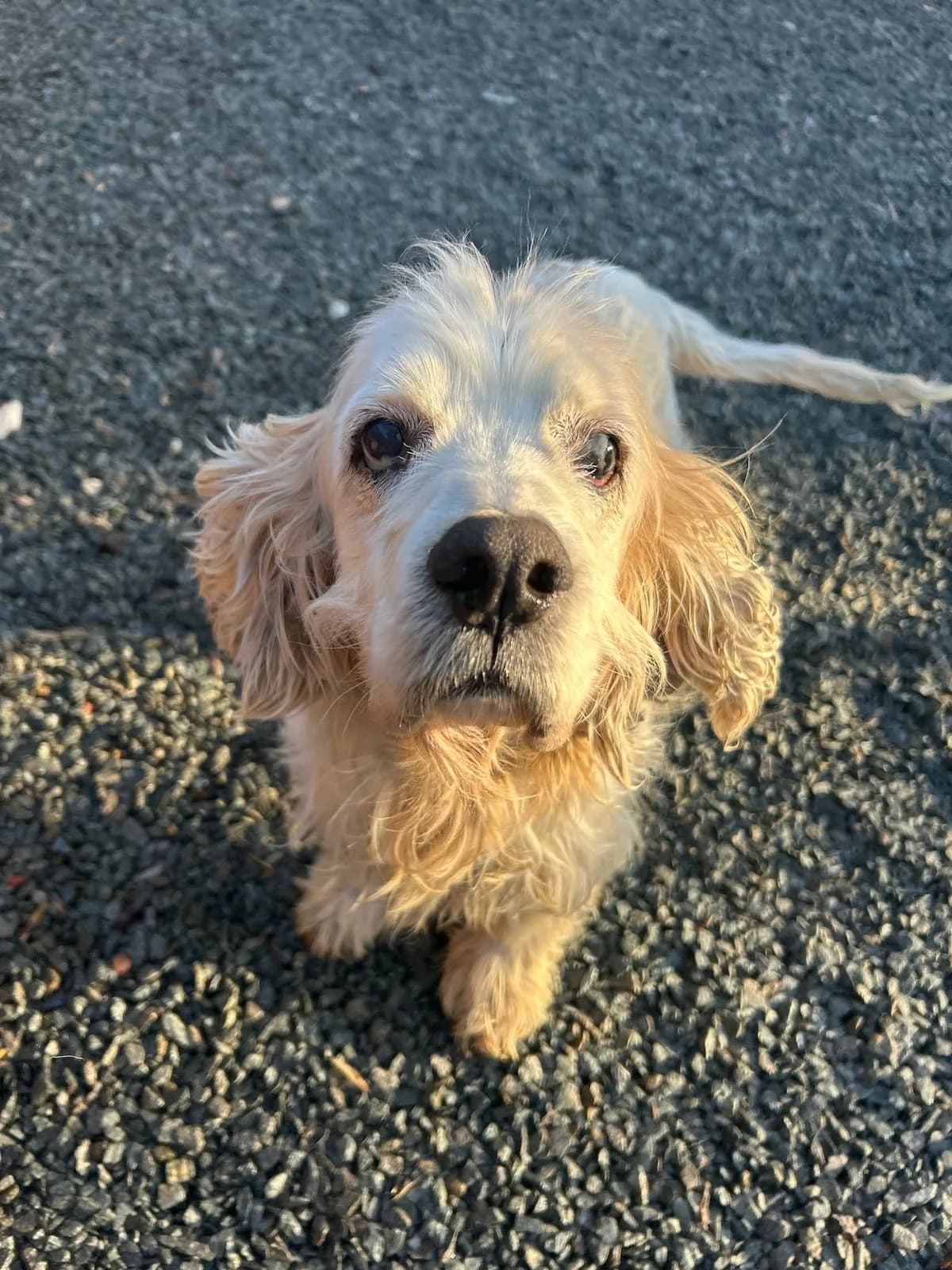 Bichon, blanc et crème male senior Cocker Spaniel for adoption at Les Petits Vieux ASBL, Chièvres