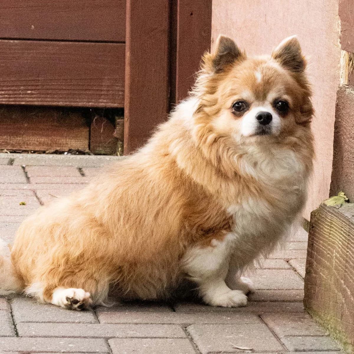 Bijou, blanc et brun male senior Chihuahua for adoption at Les Petits Vieux ASBL, Chièvres