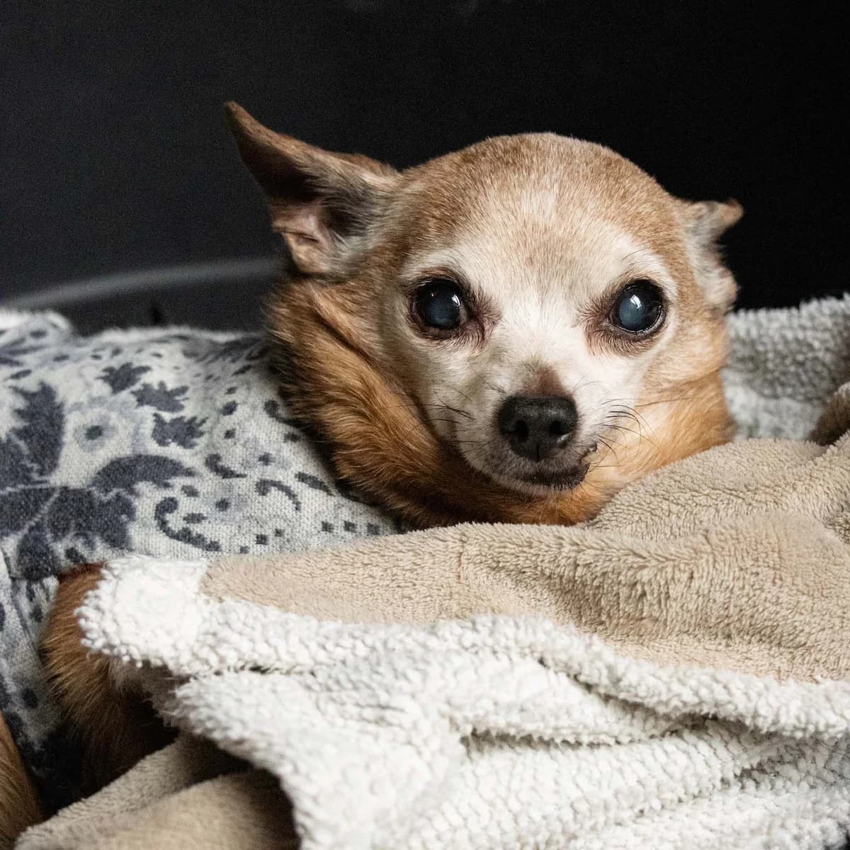 Bingo, brun male senior Chihuahua for adoption at Les Petits Vieux ASBL, Chièvres