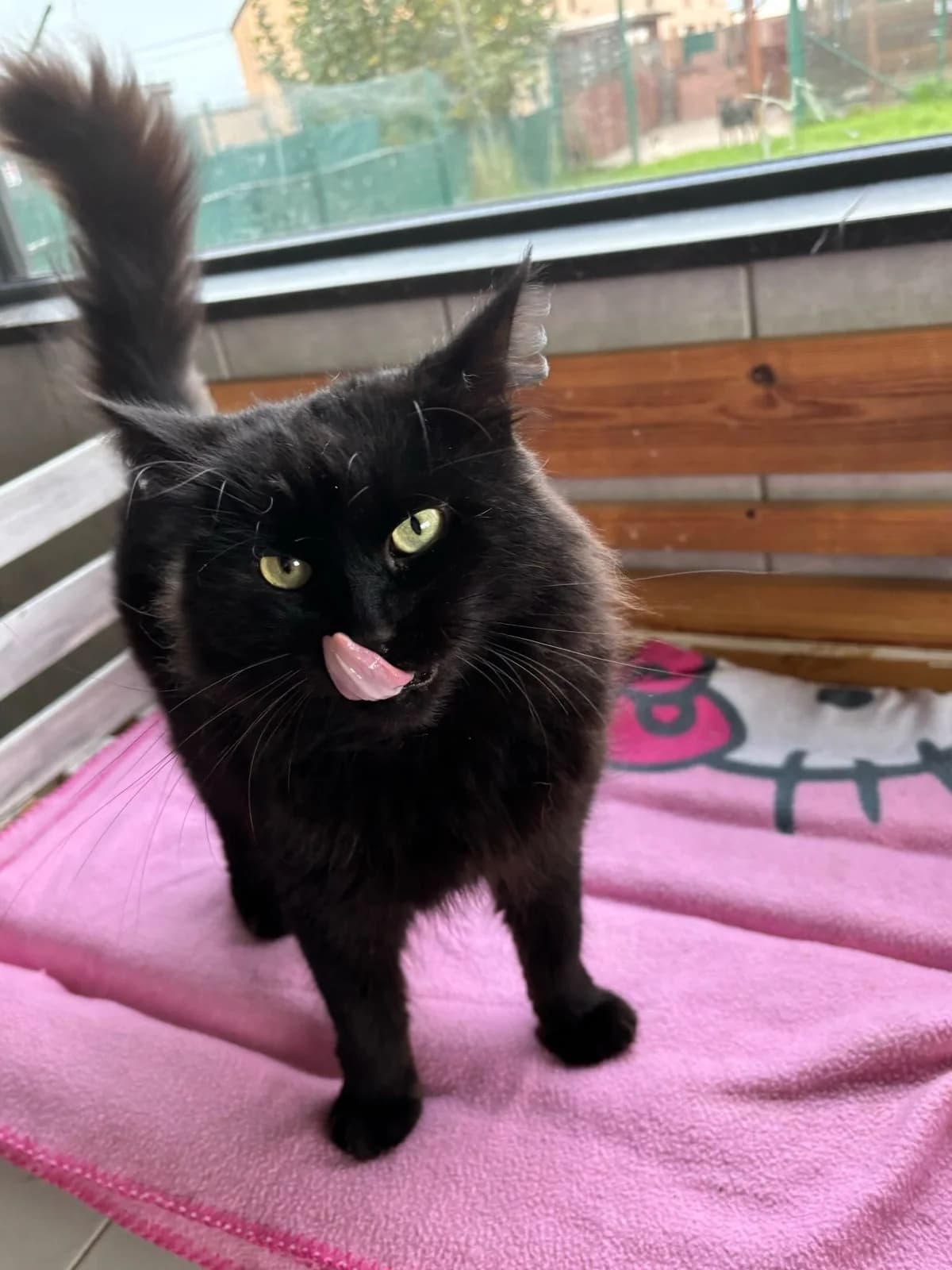 Blacky, noir male European Shorthair for adoption at Les Petits Vieux ASBL, Chièvres