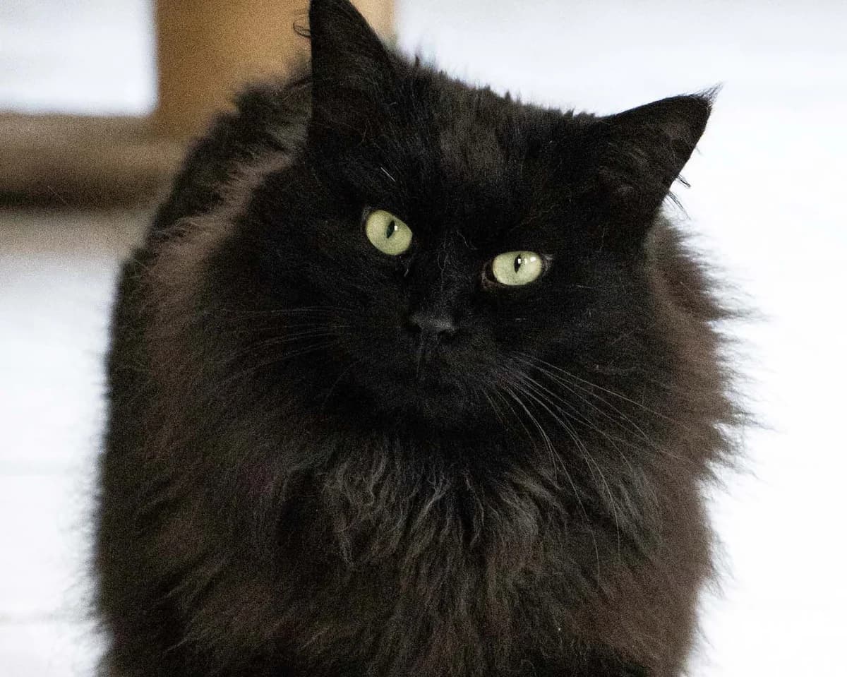 Blacky, noir male European Shorthair for adoption at Les Petits Vieux ASBL, Chièvres — photo 2 of 6