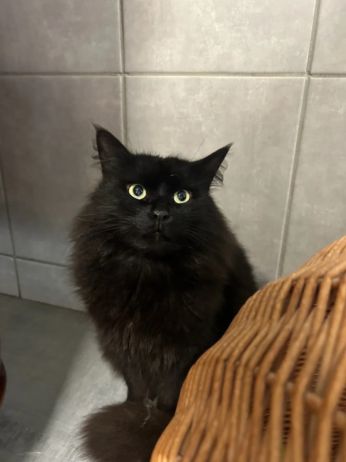 Blacky, noir male European Shorthair for adoption at Les Petits Vieux ASBL, Chièvres — photo 3 of 6