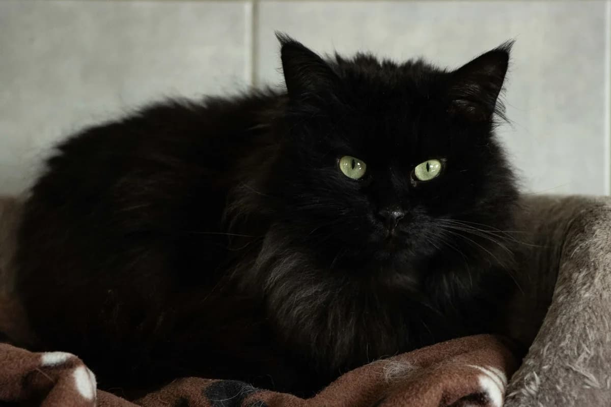 Blacky, noir male European Shorthair for adoption at Les Petits Vieux ASBL, Chièvres — photo 4 of 6