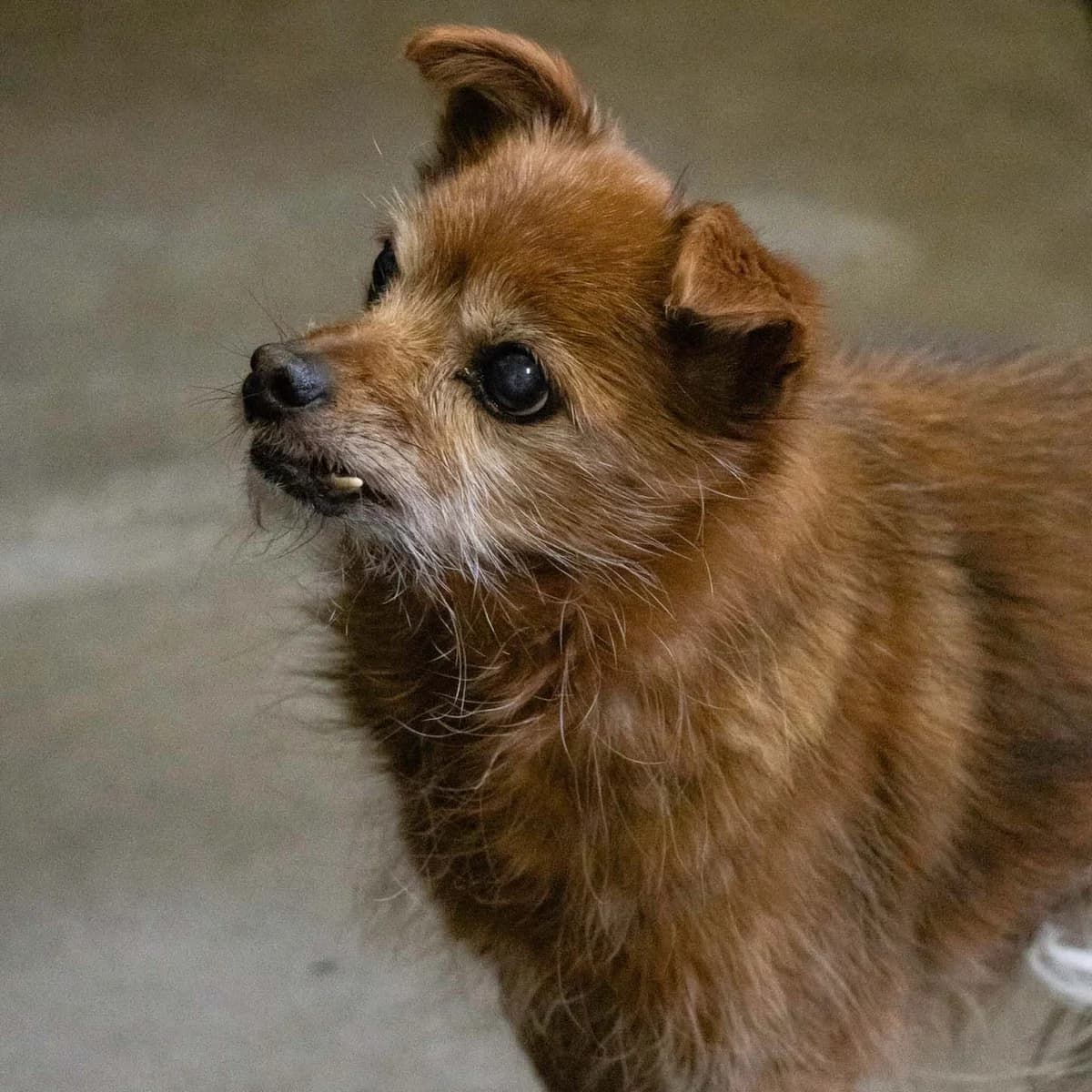 Blacky, noir male European Shorthair for adoption at Les Petits Vieux ASBL, Chièvres — photo 5 of 6