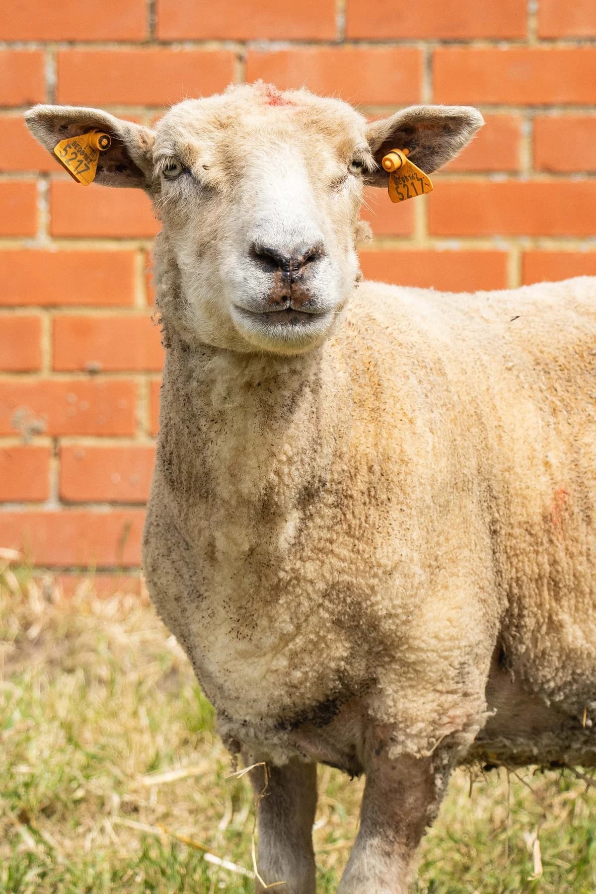 Boop, blanc female mixed breed for adoption at Les Petits Vieux ASBL