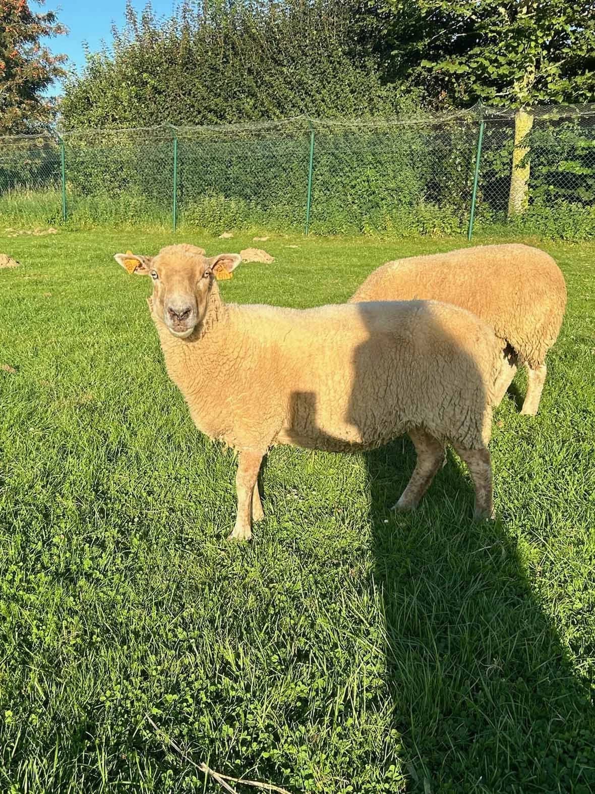 Boop, blanc female mixed breed for adoption at Les Petits Vieux ASBL — photo 2 of 4