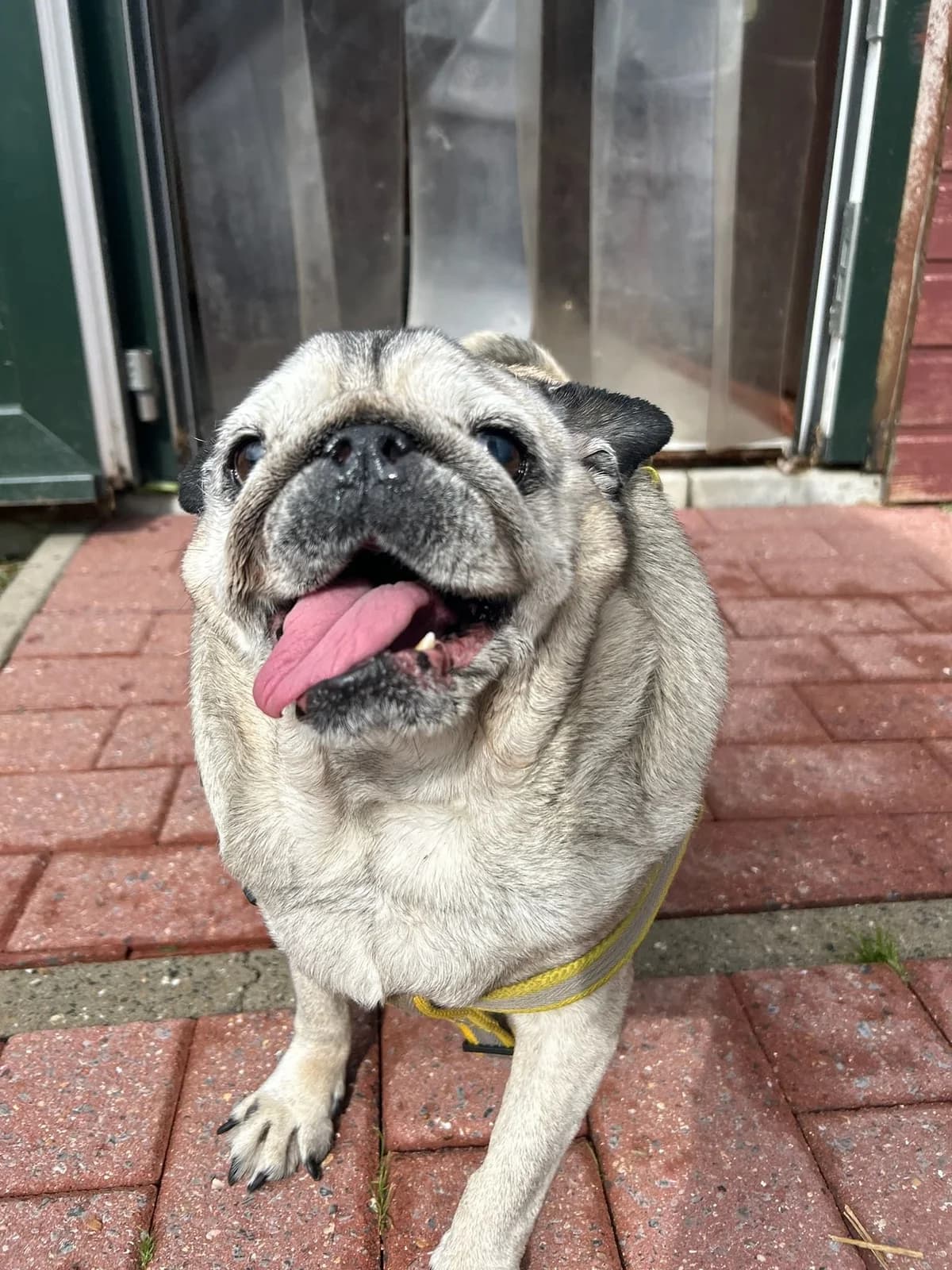 Bouba, beige charbonné male senior Pug for adoption at Les Petits Vieux ASBL, Chièvres