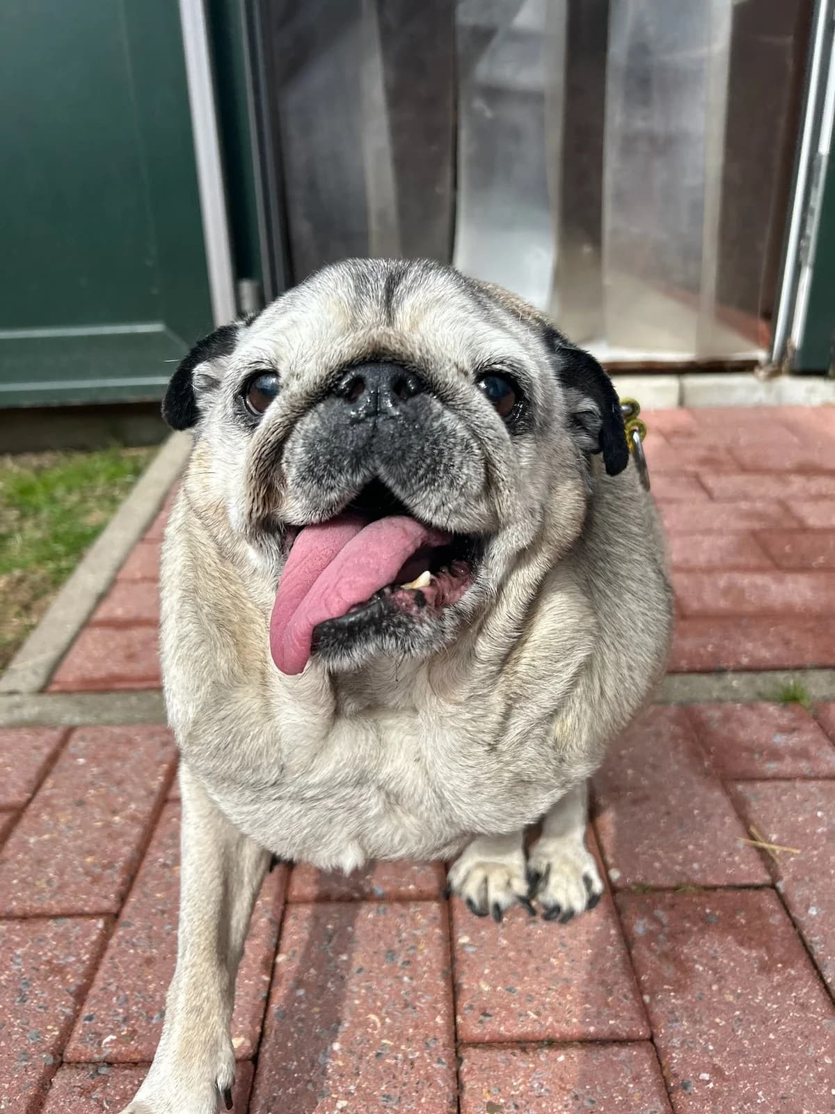 Bouba, beige charbonné male Pug for adoption at Les Petits Vieux ASBL, Chièvres — photo 2 of 4
