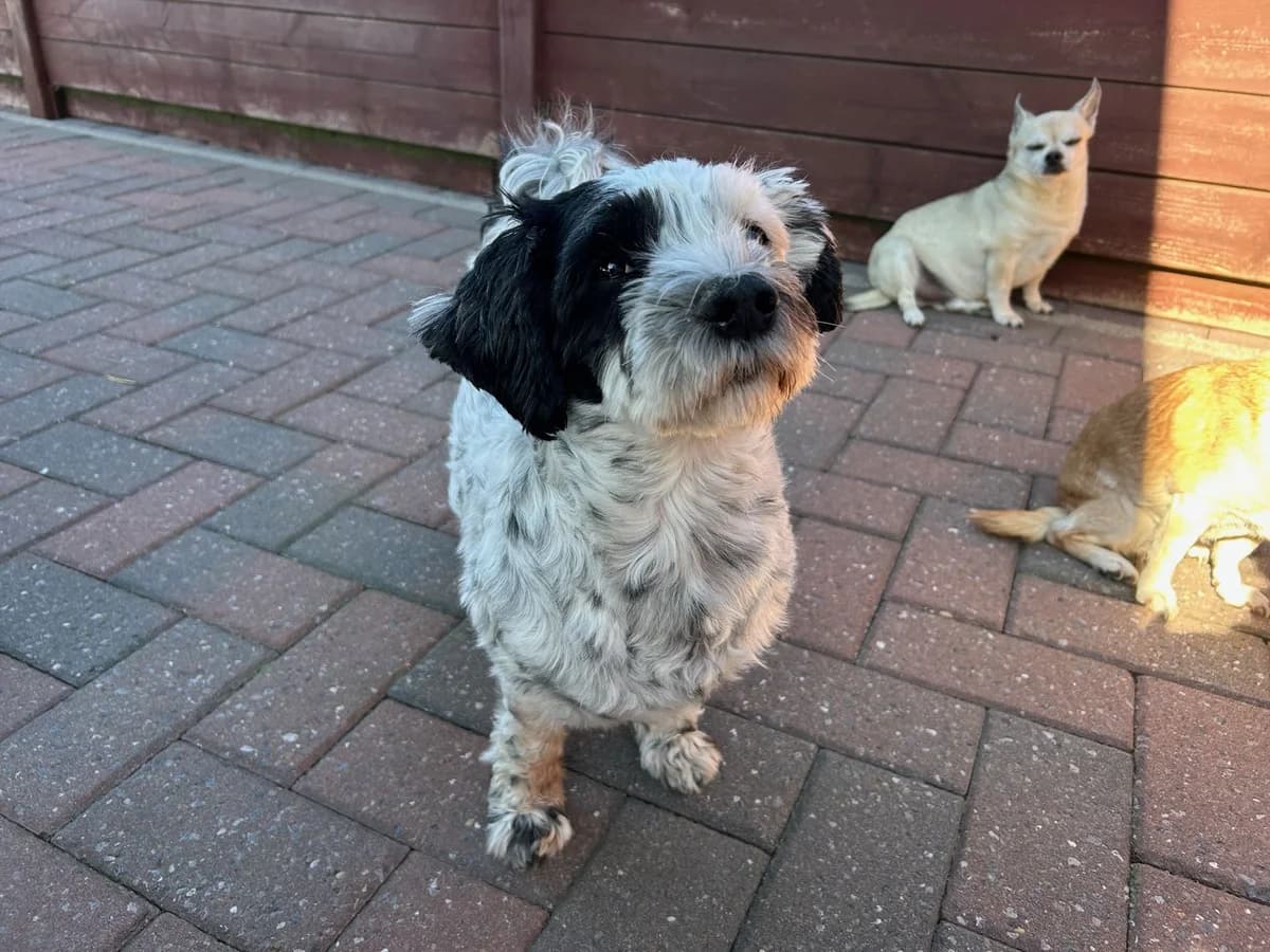 Boule, noir et blanc male Maltese for adoption at Les Petits Vieux ASBL, Chièvres