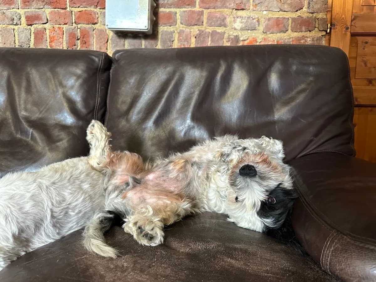 Boule, noir et blanc male Maltese for adoption at Les Petits Vieux ASBL, Chièvres — photo 2 of 6