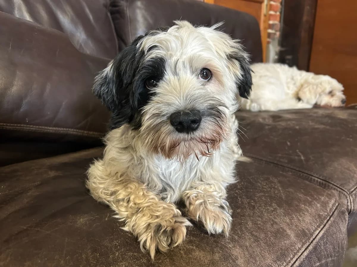 Boule, noir et blanc male Maltese for adoption at Les Petits Vieux ASBL, Chièvres — photo 3 of 6
