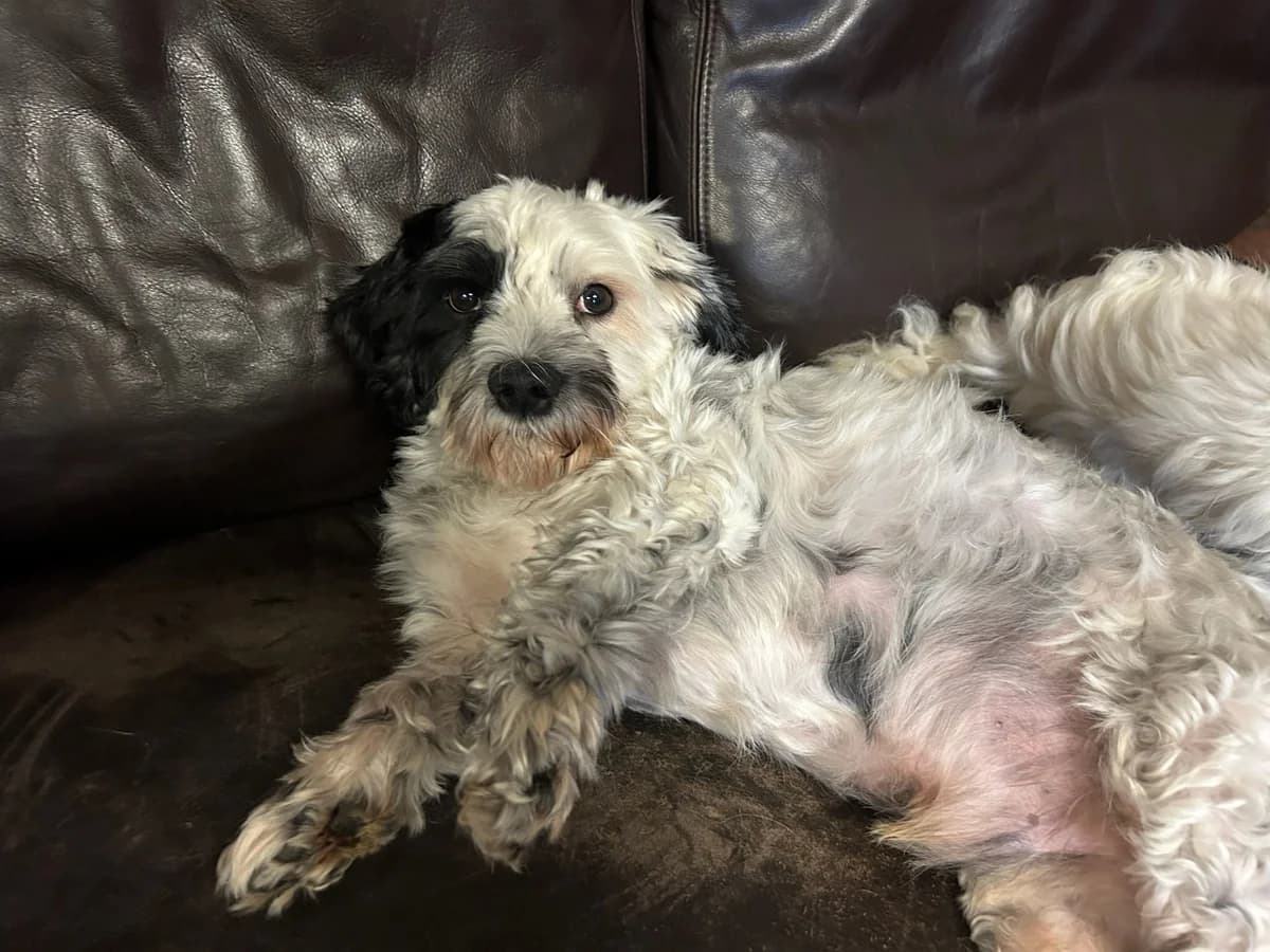 Boule, noir et blanc male Maltese for adoption at Les Petits Vieux ASBL, Chièvres — photo 4 of 6