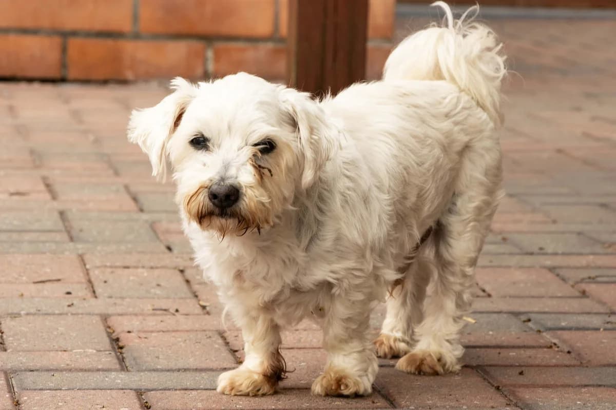 Bounty, blanc male senior Maltese for adoption at Les Petits Vieux ASBL, Chièvres