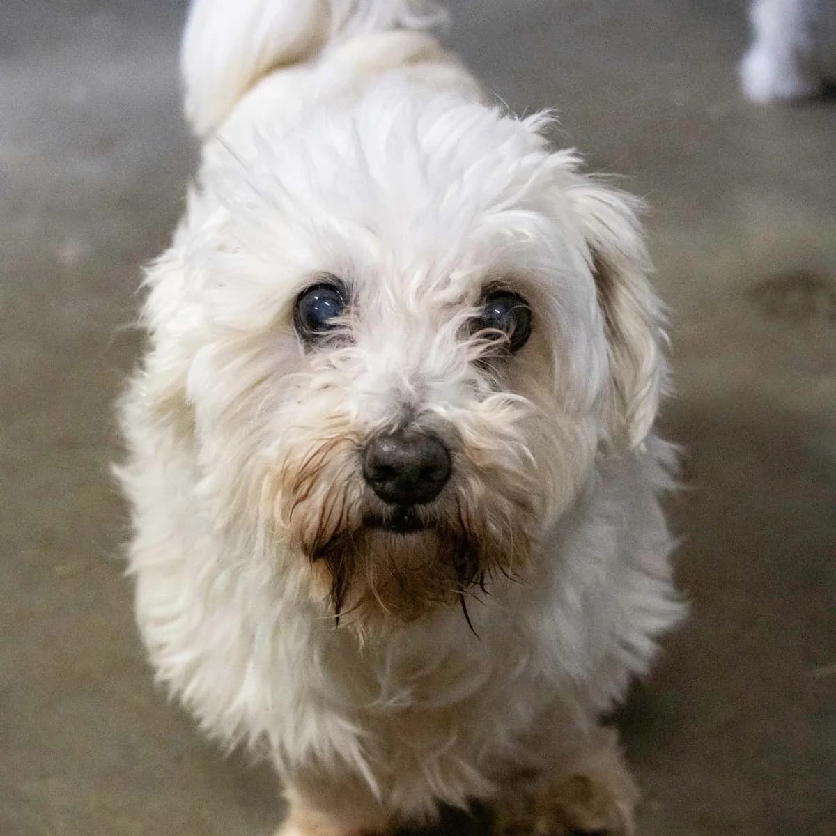 Bounty, blanc male Maltese for adoption at Les Petits Vieux ASBL, Chièvres — photo 2 of 4