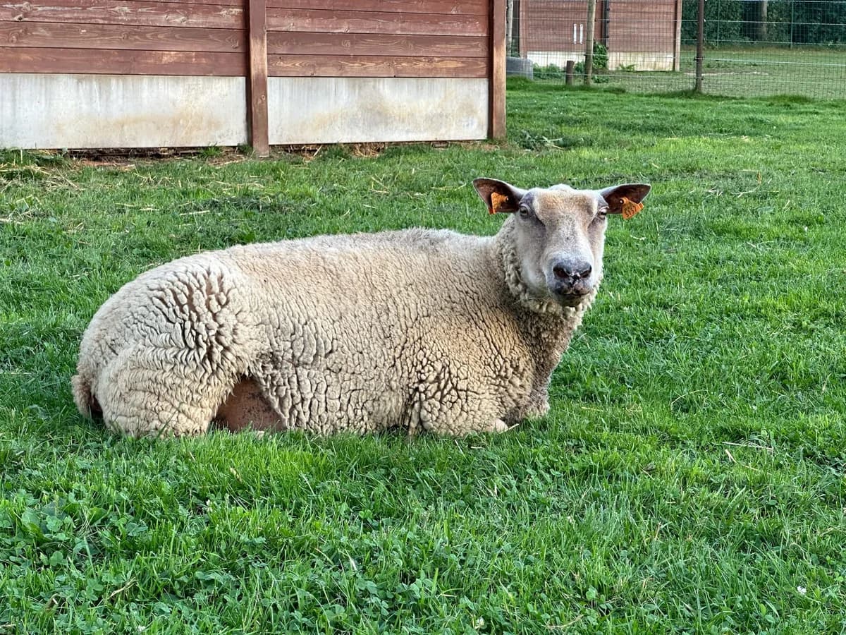 Brigitte, blanc female mixed breed for adoption at Les Petits Vieux ASBL