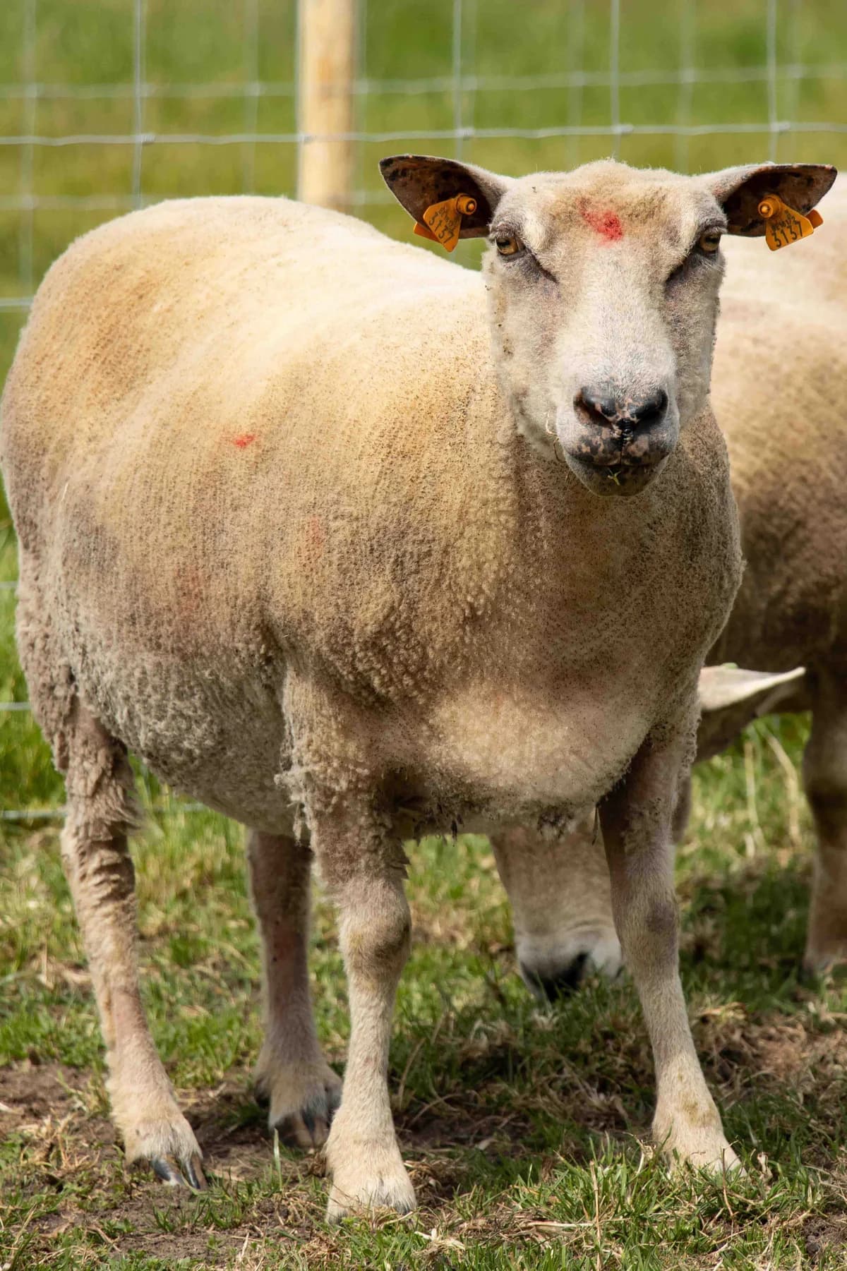 Brigitte, blanc female mixed breed for adoption at Les Petits Vieux ASBL — photo 2 of 5