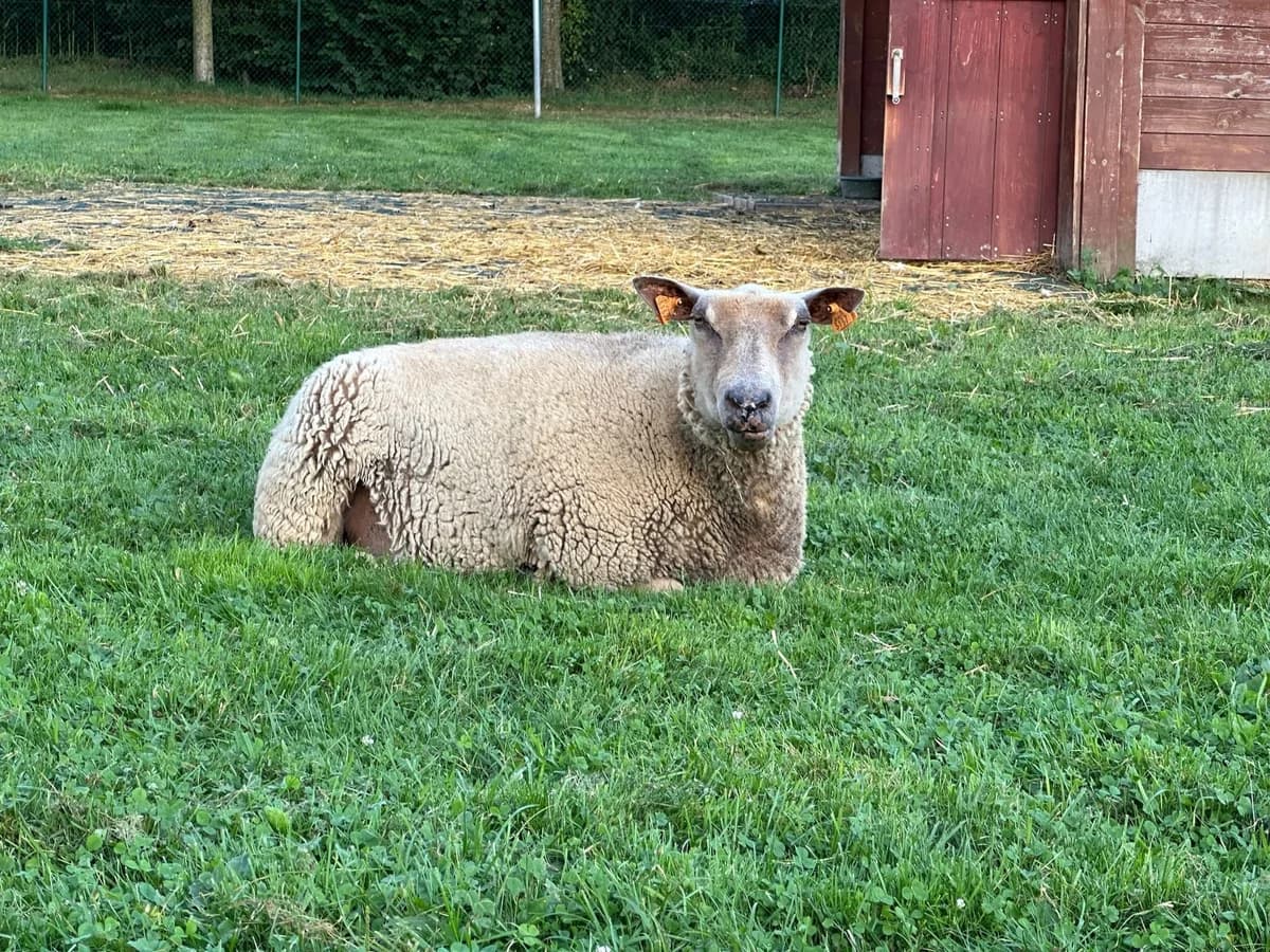 Brigitte, blanc female mixed breed for adoption at Les Petits Vieux ASBL — photo 3 of 5