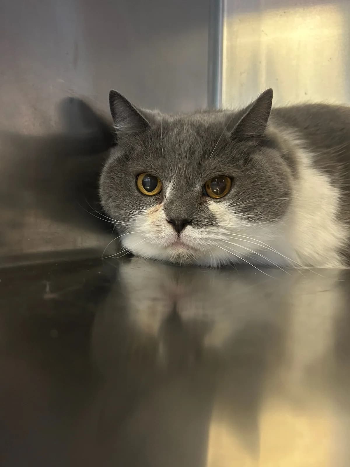 Calin, gris bleu et blanc male mixed breed for adoption at Les Petits Vieux ASBL, Chièvres