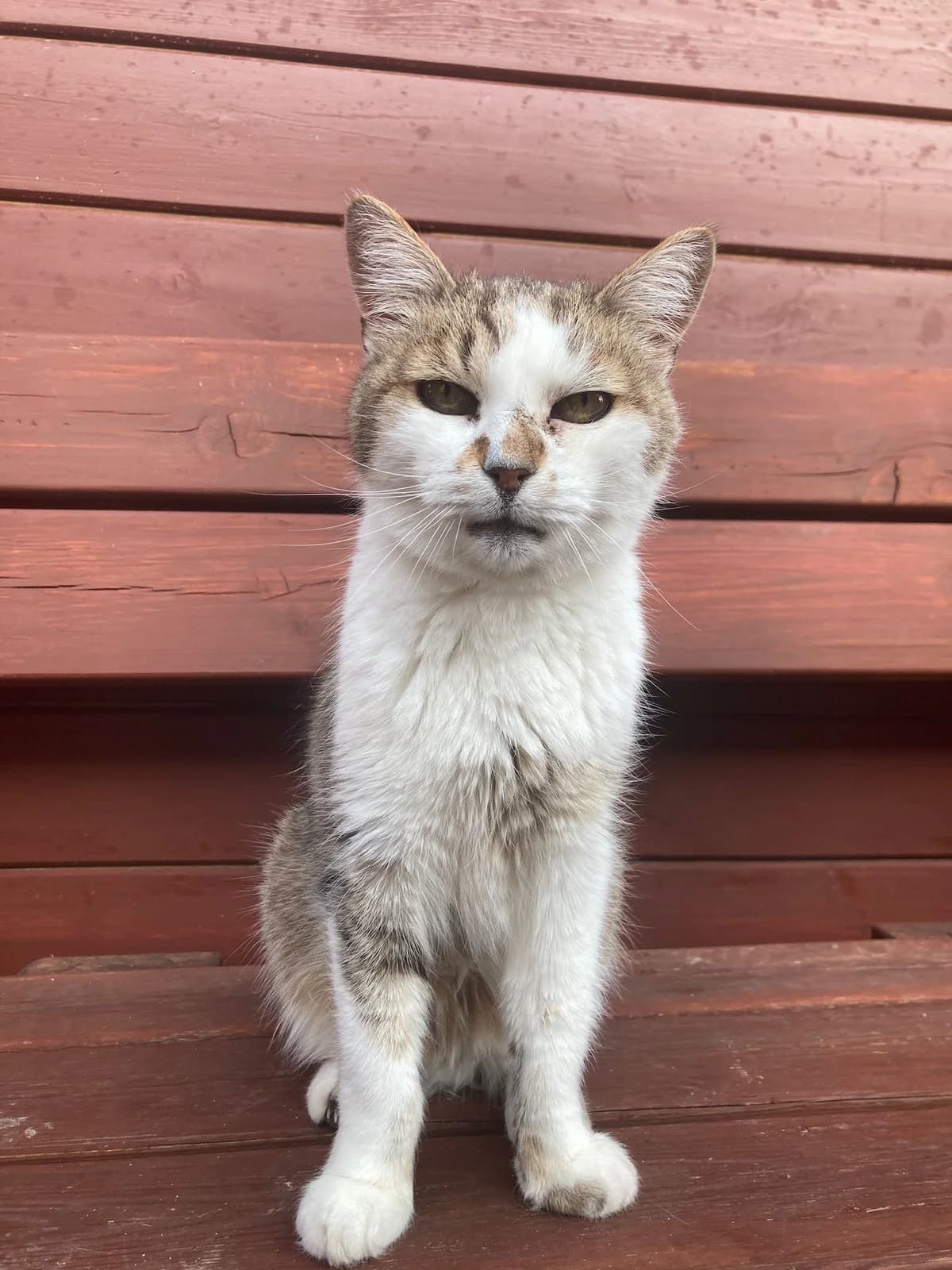Caline, tigré blanc female European Shorthair for adoption at Les Petits Vieux ASBL, Chièvres