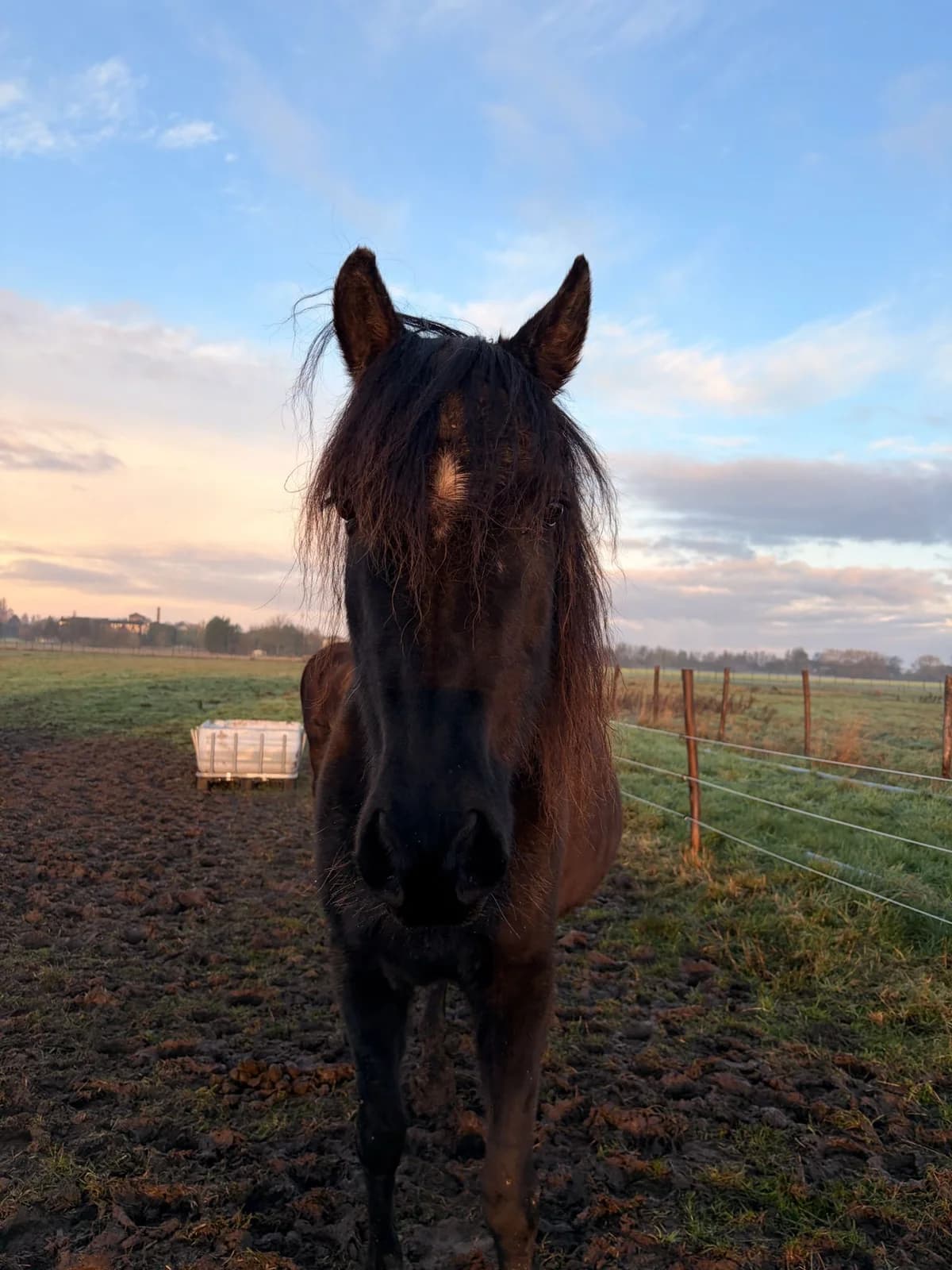 Candela,  mixed breed for adoption at Les Petits Vieux ASBL