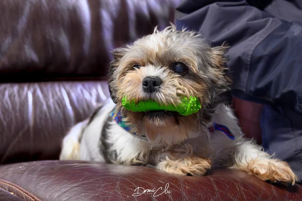 Cannelle, blanc et noir female Shih Tzu for adoption at Les Petits Vieux ASBL, Chièvres