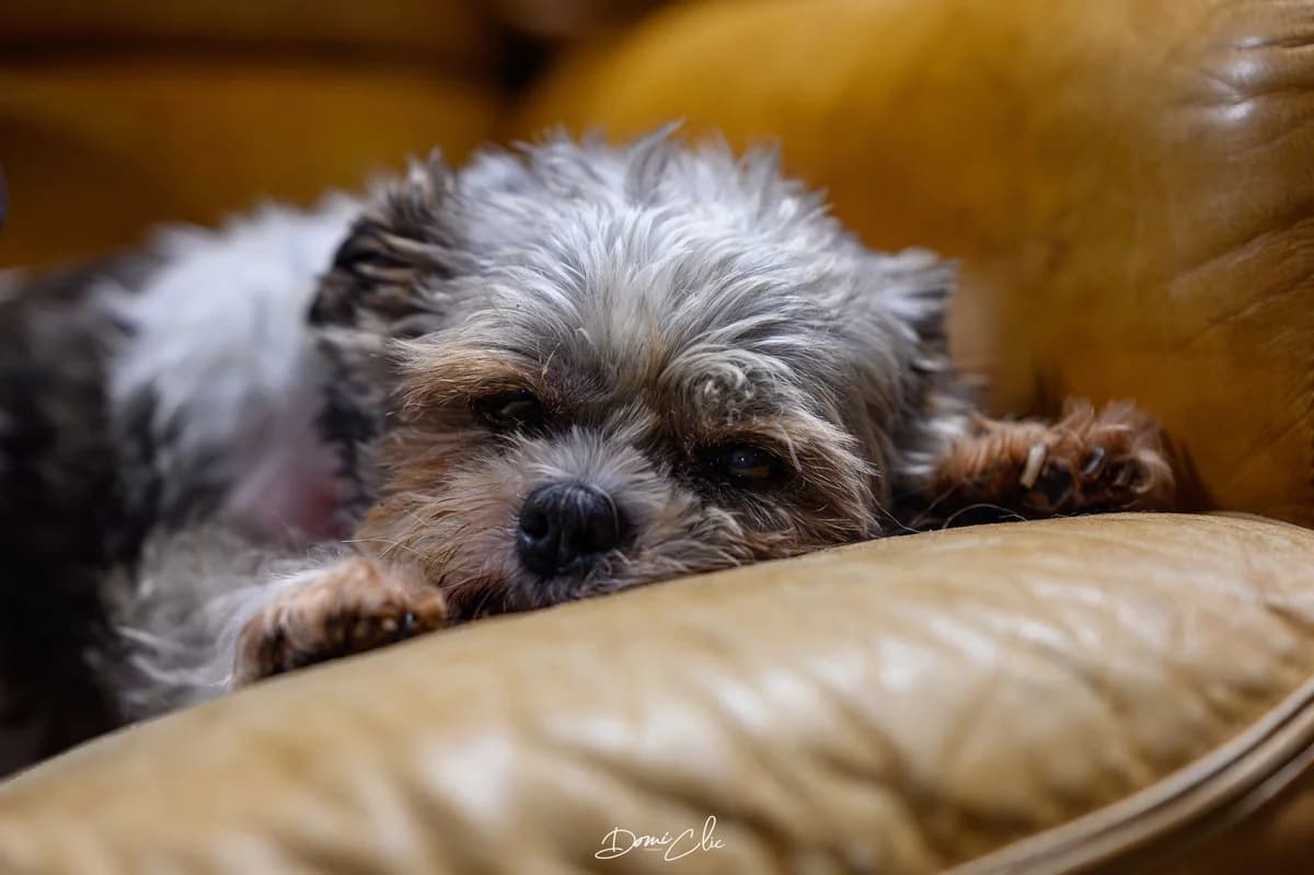 Cannelle, blanc et noir female Shih Tzu for adoption at Les Petits Vieux ASBL, Chièvres — photo 2 of 5