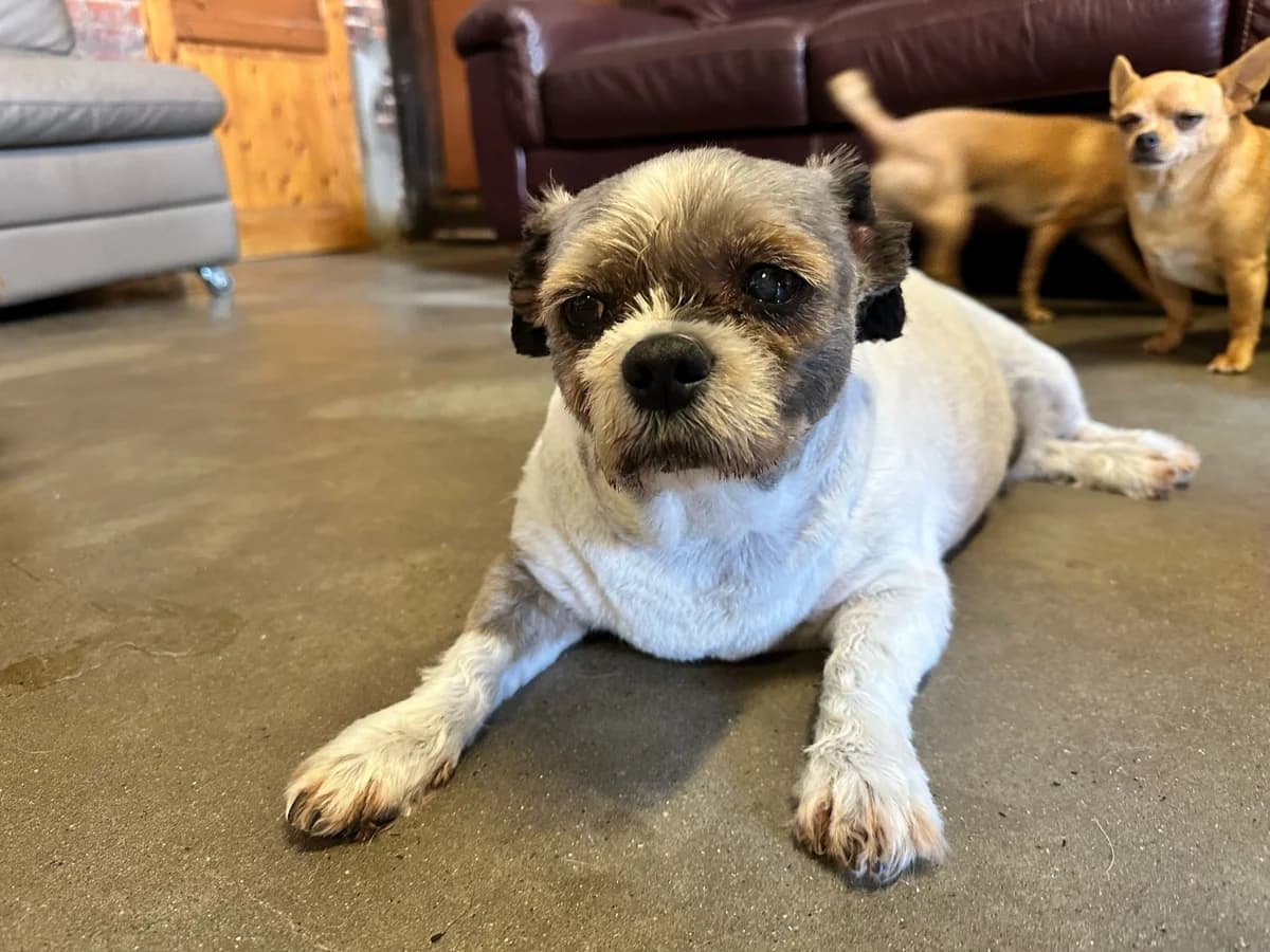 Cannelle, blanc et noir female Shih Tzu for adoption at Les Petits Vieux ASBL, Chièvres — photo 3 of 5