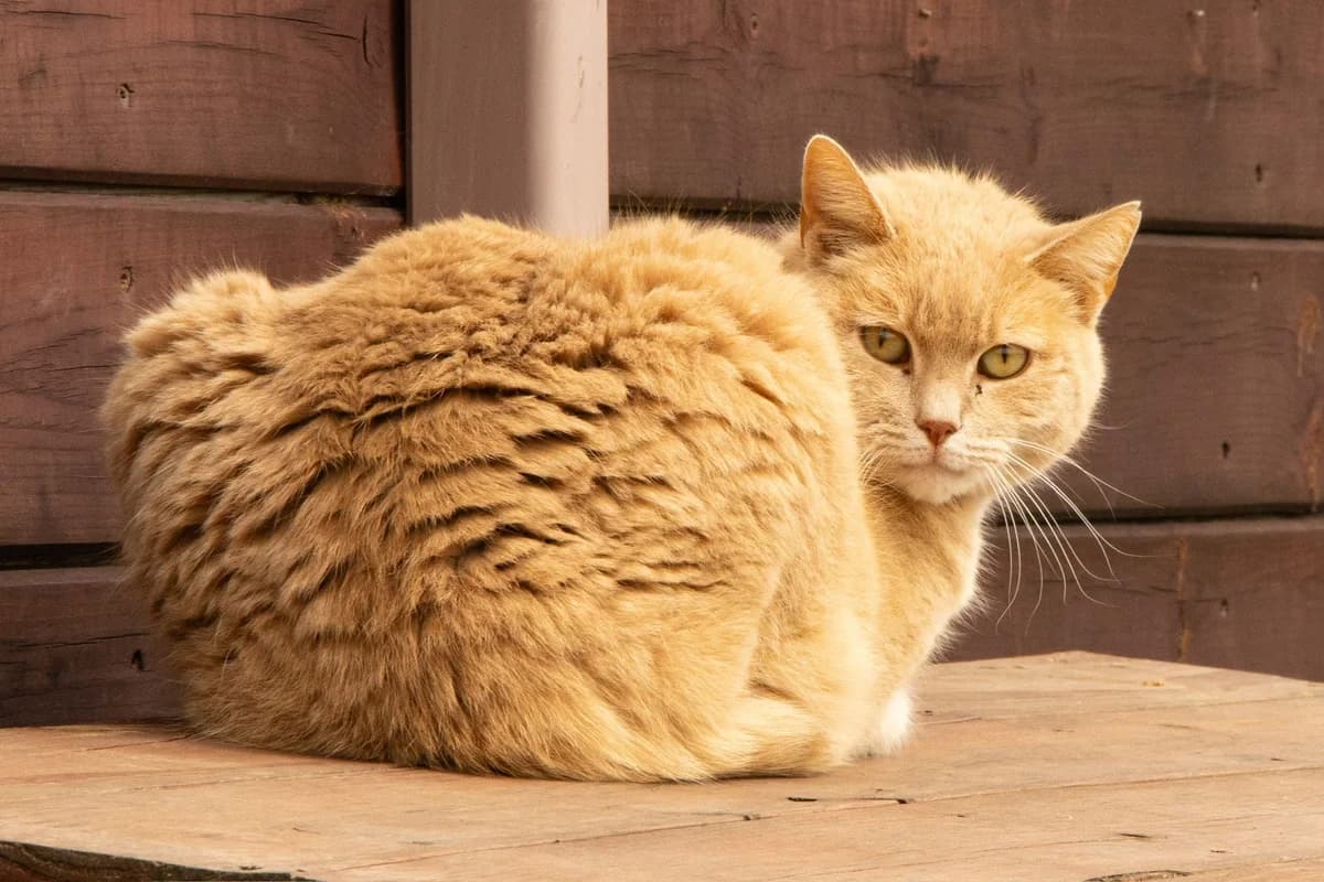 Caramel, roux male 4yo European Shorthair for adoption at Les Petits Vieux ASBL, Chièvres