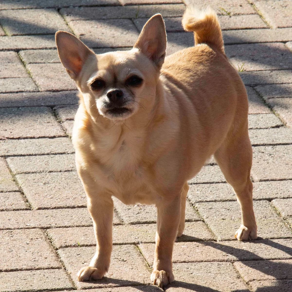 Carla, beige female senior Chihuahua for adoption at Les Petits Vieux ASBL, Chièvres