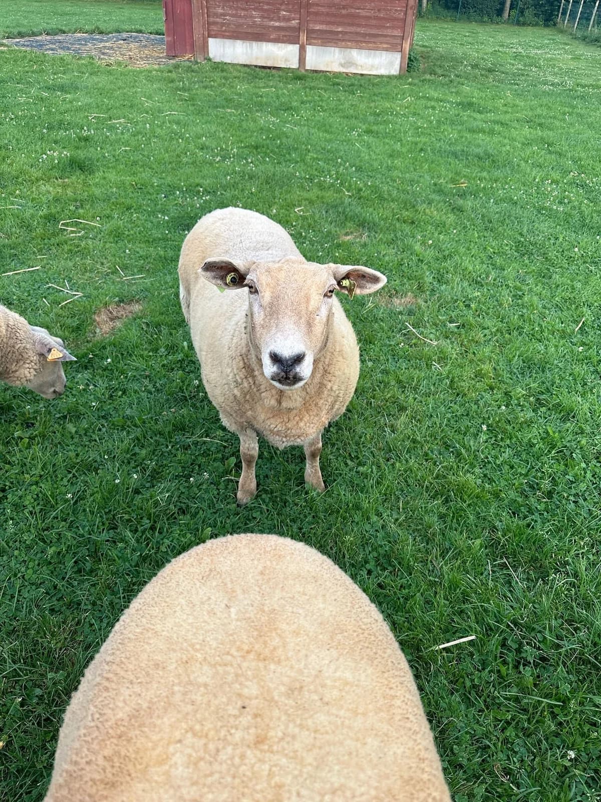 Cathy, blanc female mixed breed for adoption at Les Petits Vieux ASBL