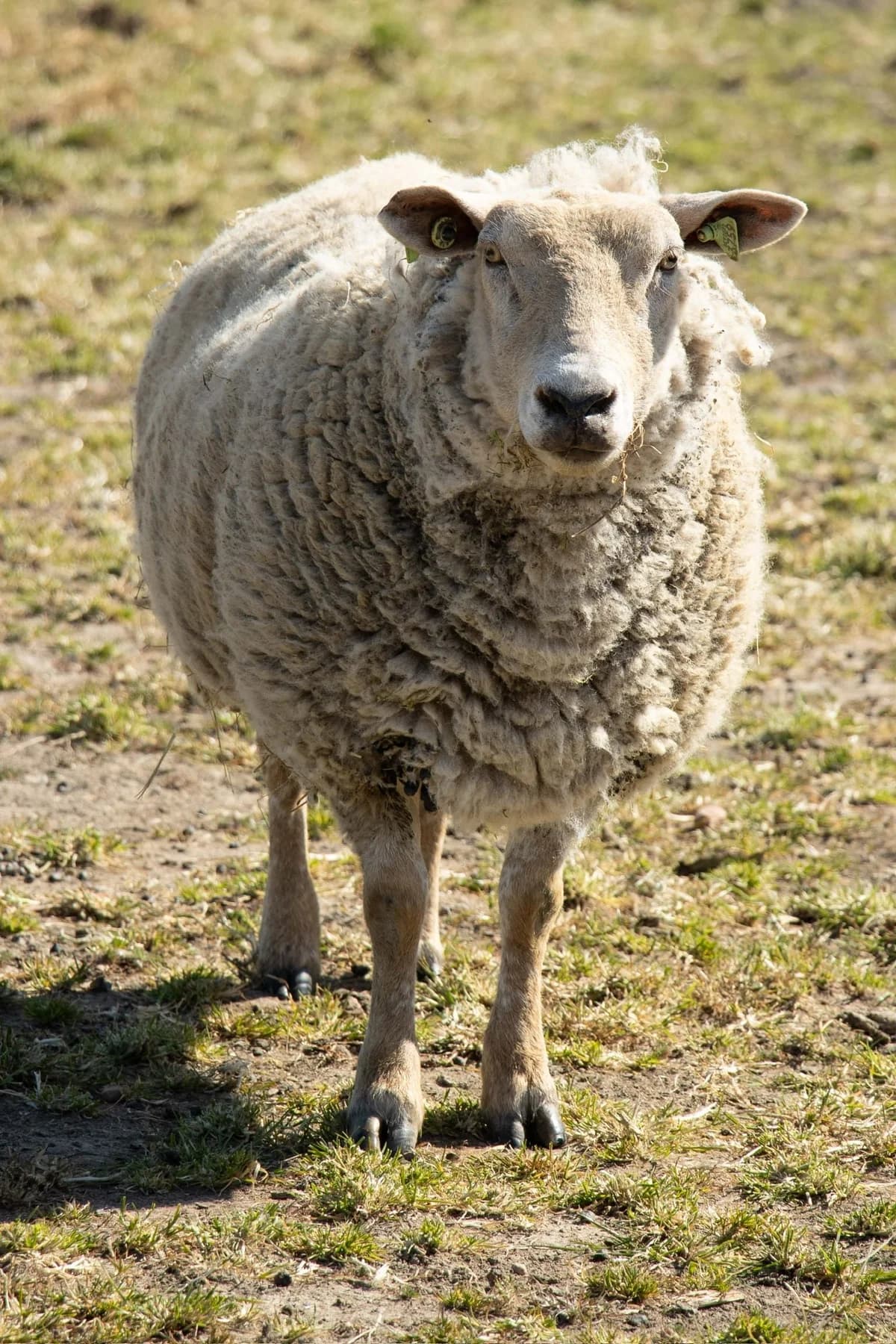 Cathy, blanc female mixed breed for adoption at Les Petits Vieux ASBL — photo 2 of 4