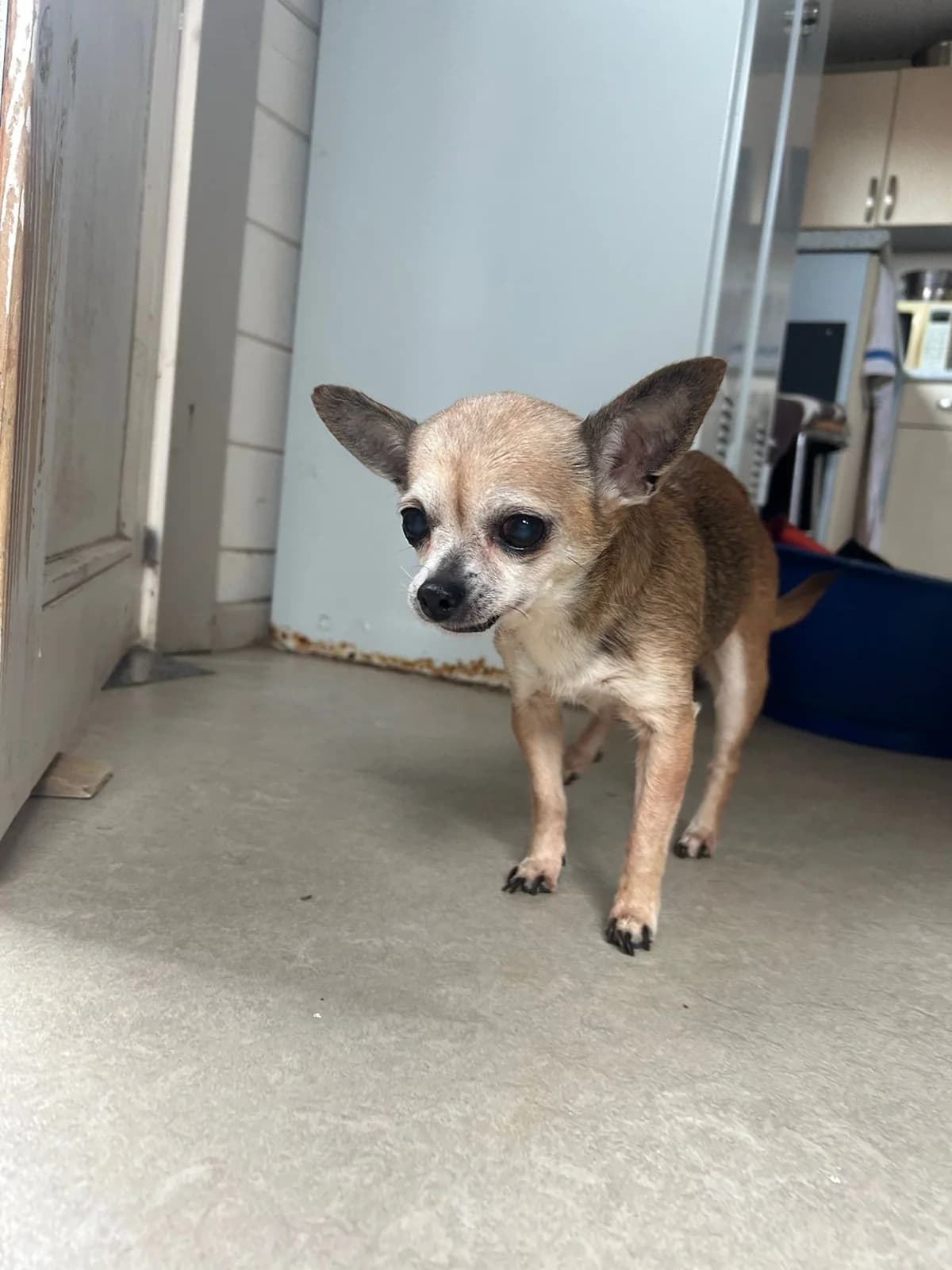Cawette, fauve female Chihuahua for adoption at Les Petits Vieux ASBL, Chièvres