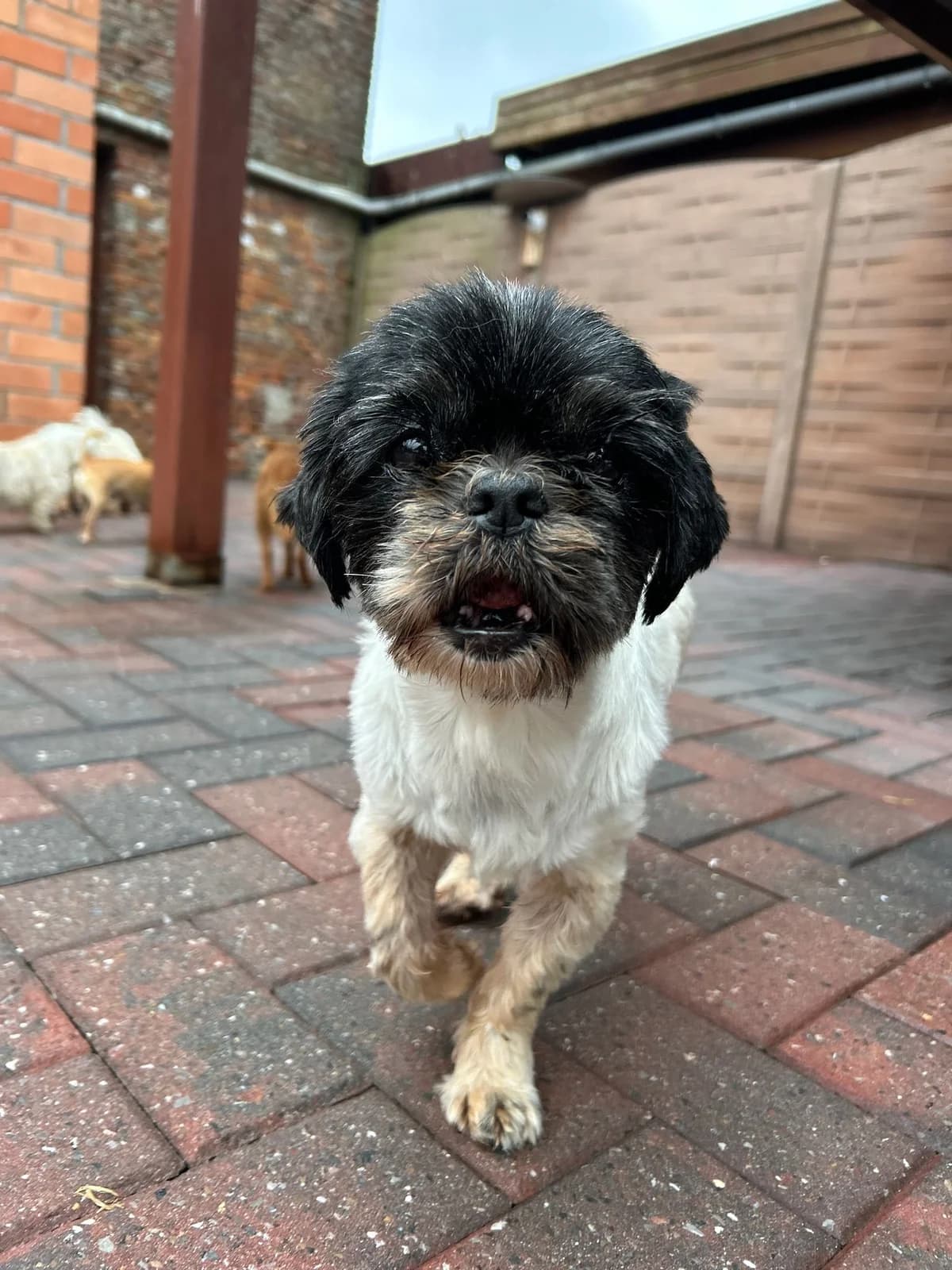 Charly, blanc et noir male senior Shih Tzu for adoption at Les Petits Vieux ASBL, Chièvres