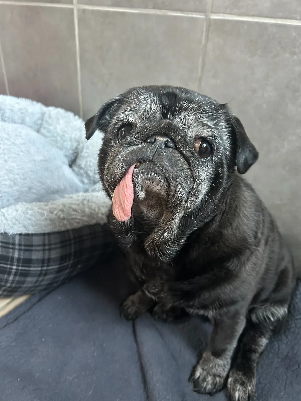 Chloé, noire female Pug for adoption at Les Petits Vieux ASBL, Chièvres