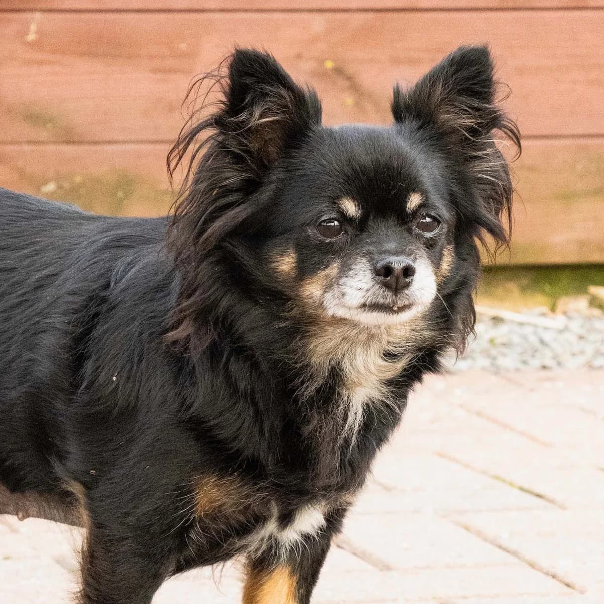 Choupette, noir et fauve female senior Chihuahua for adoption at Les Petits Vieux ASBL, Chièvres